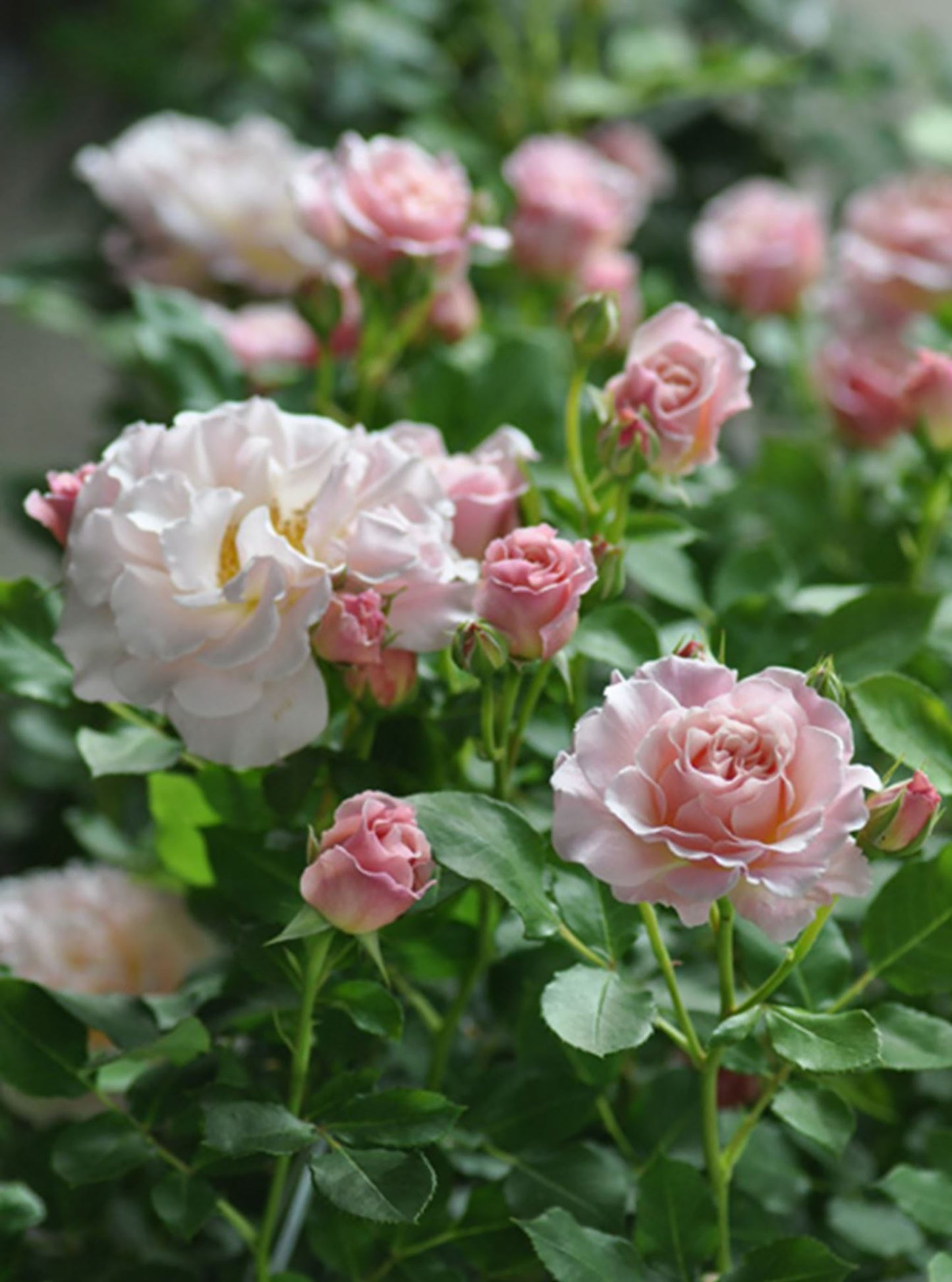 Chou Chou 闪闪发光/悠悠河本 シュシュ，Japanese Floribunda Rose, Non-Grafted/Own Root.