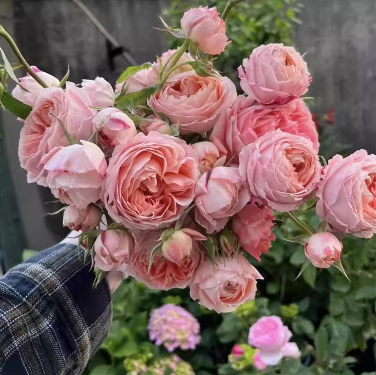 Princess Sakura 樱花公主, Japanese Shrub Rose , Non-Grafted/Own Root.