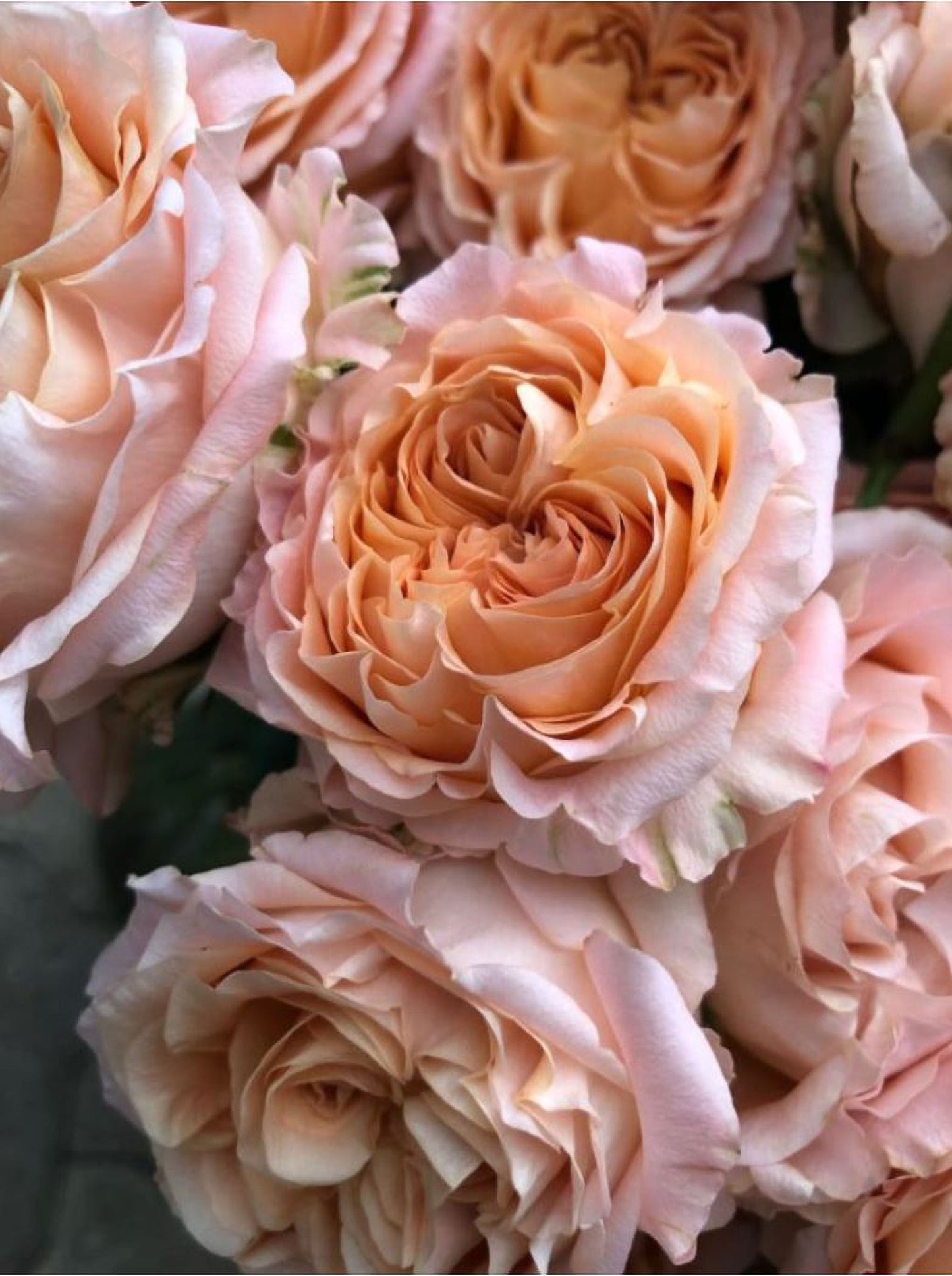 #SPN123，extremely similar to Apricot Lace 杏色蕾丝, Netherlands Florist Shrub Rose，Heat-tolerant,  Non-Grafted/Own Root.