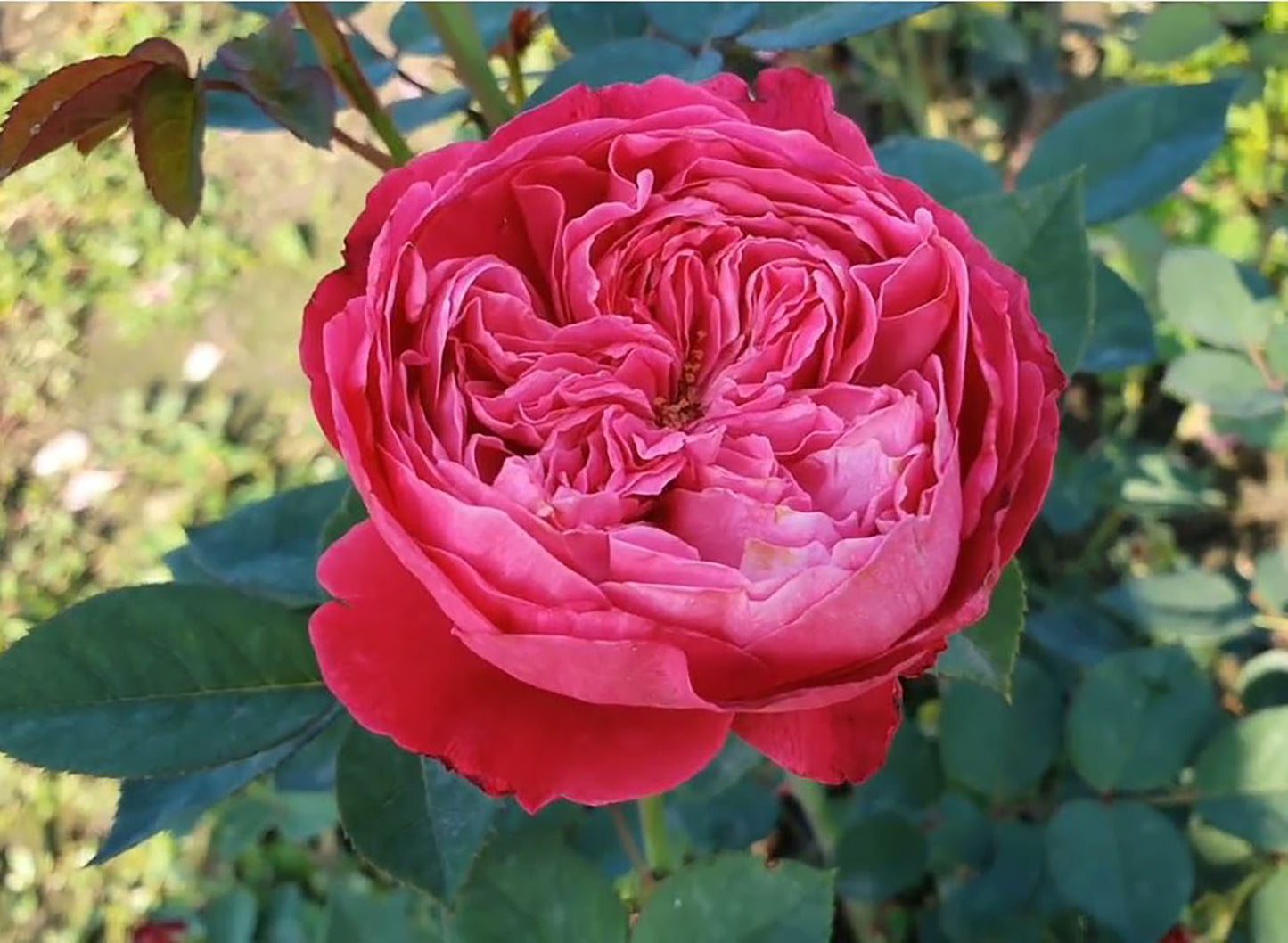 Accademia 阿卡德米亚学院, Hybrid Tea Rose, Deep pink - violet.  Strong fragrance. Non-Grafted/Own Root.