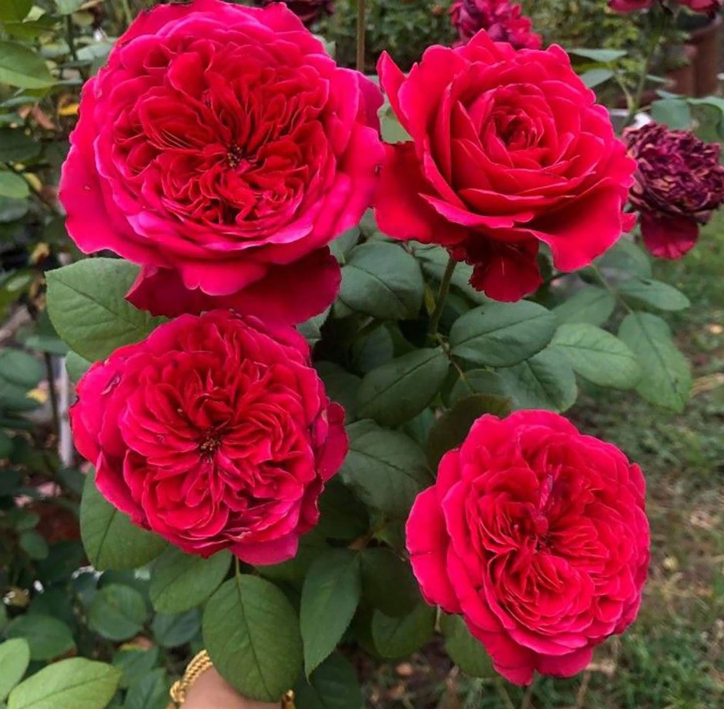 Rouge Royale 皇家胭脂, Hybrid Tea Rose, Strong Fragrance, Excellent Heat Tolerance, Strong Disease Resistance,  2 Years Old 1 Gal, Own Root.