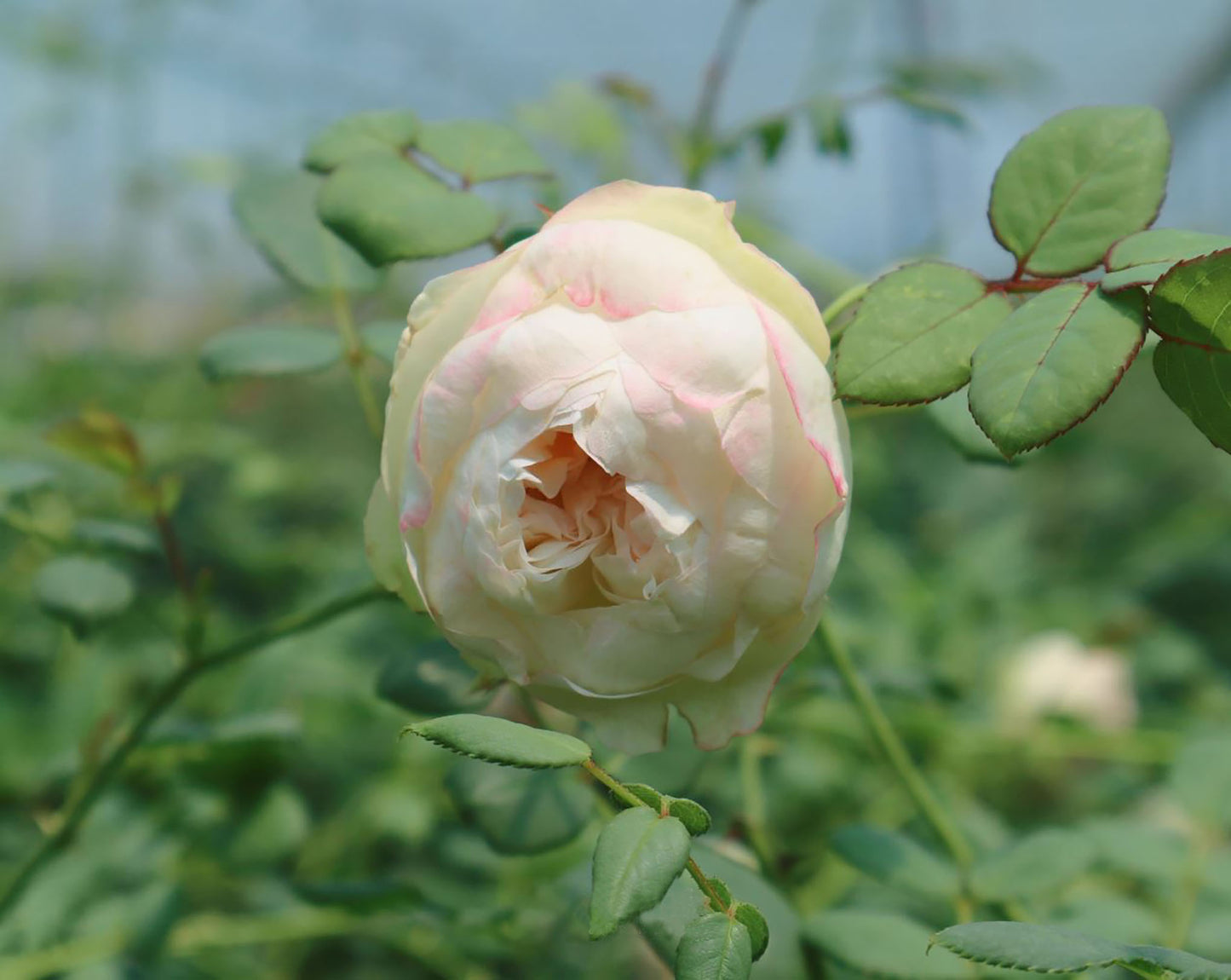 Strawberry Pie 草莓派，Chinese Shrub Rose, Non-Grafted/Own Root.