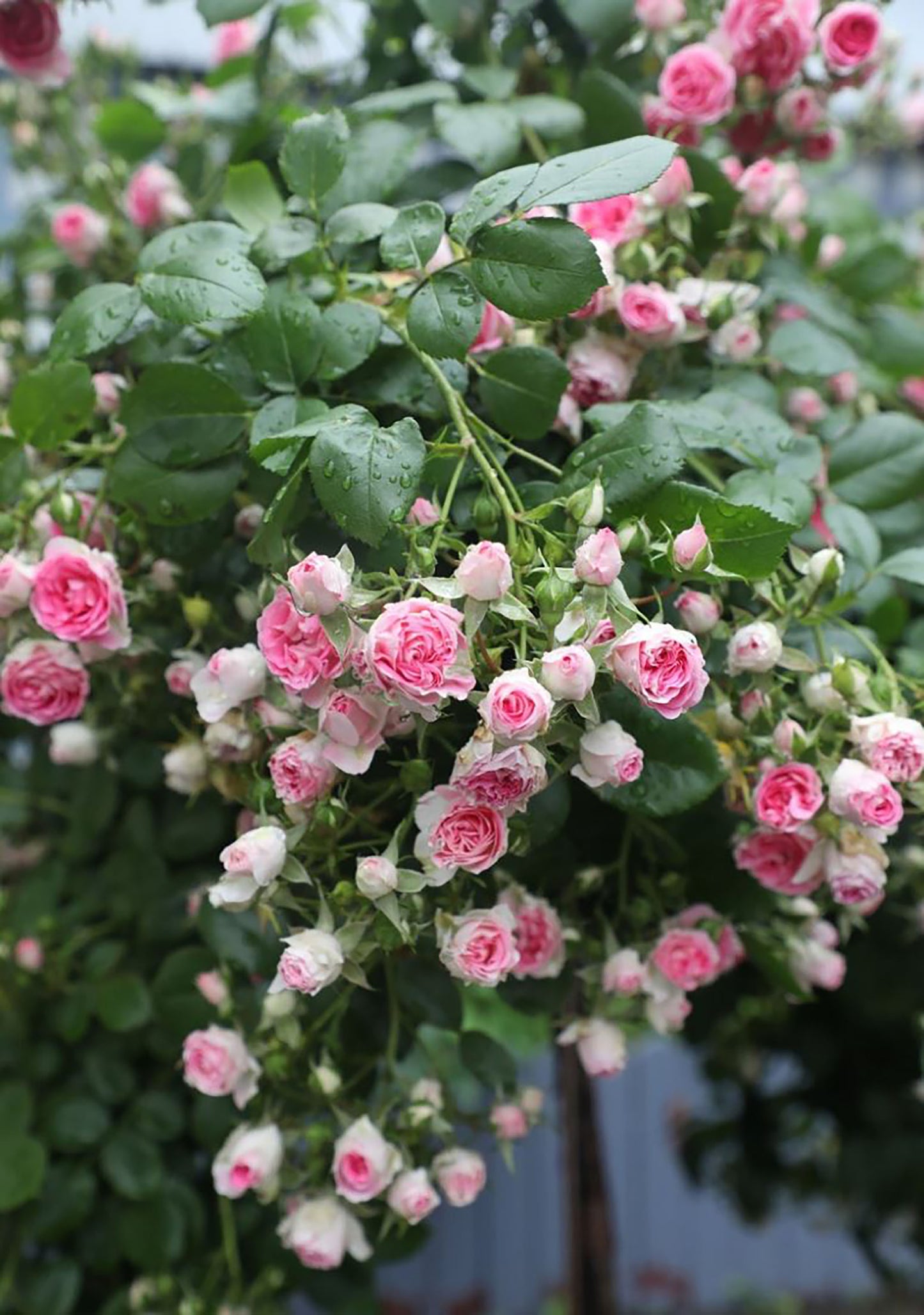 Rouge Pearls 胭脂扣, Climbing Rose，Heat-tolerant, disease-resistant, Non-Grafted/Own Root.