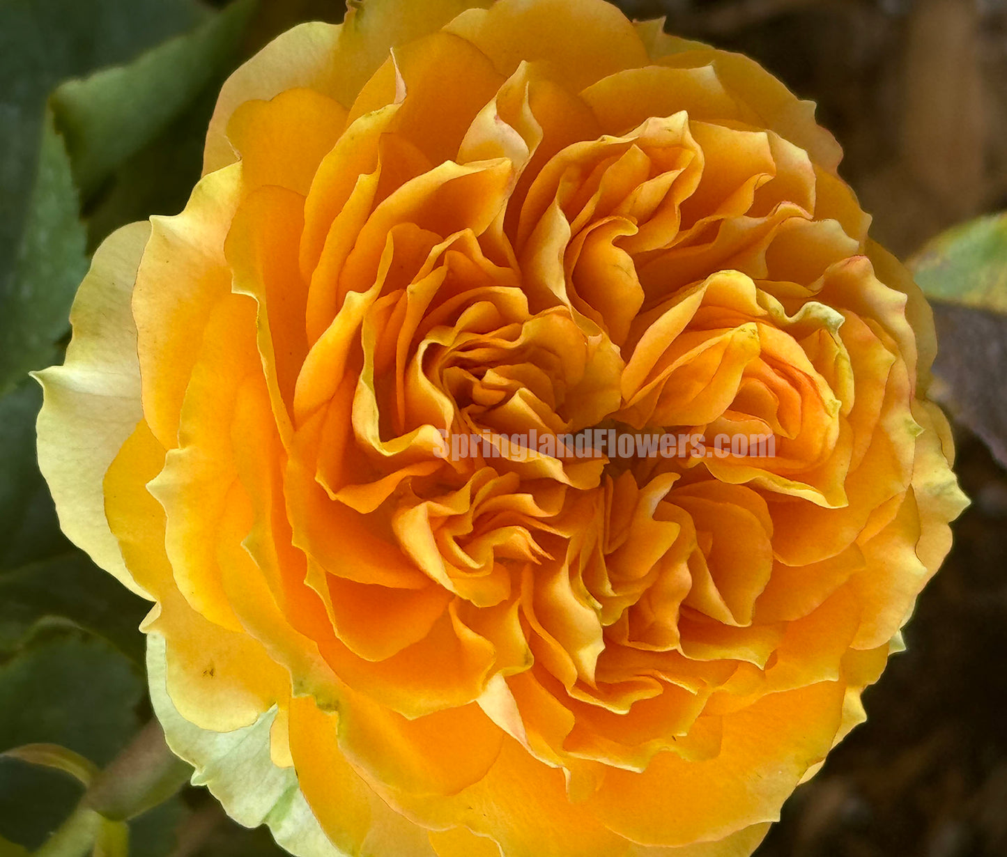 #SPR036 ，Endless Summer 无尽夏，Florist Shrub Rose，Non-Grafted/Own Root.