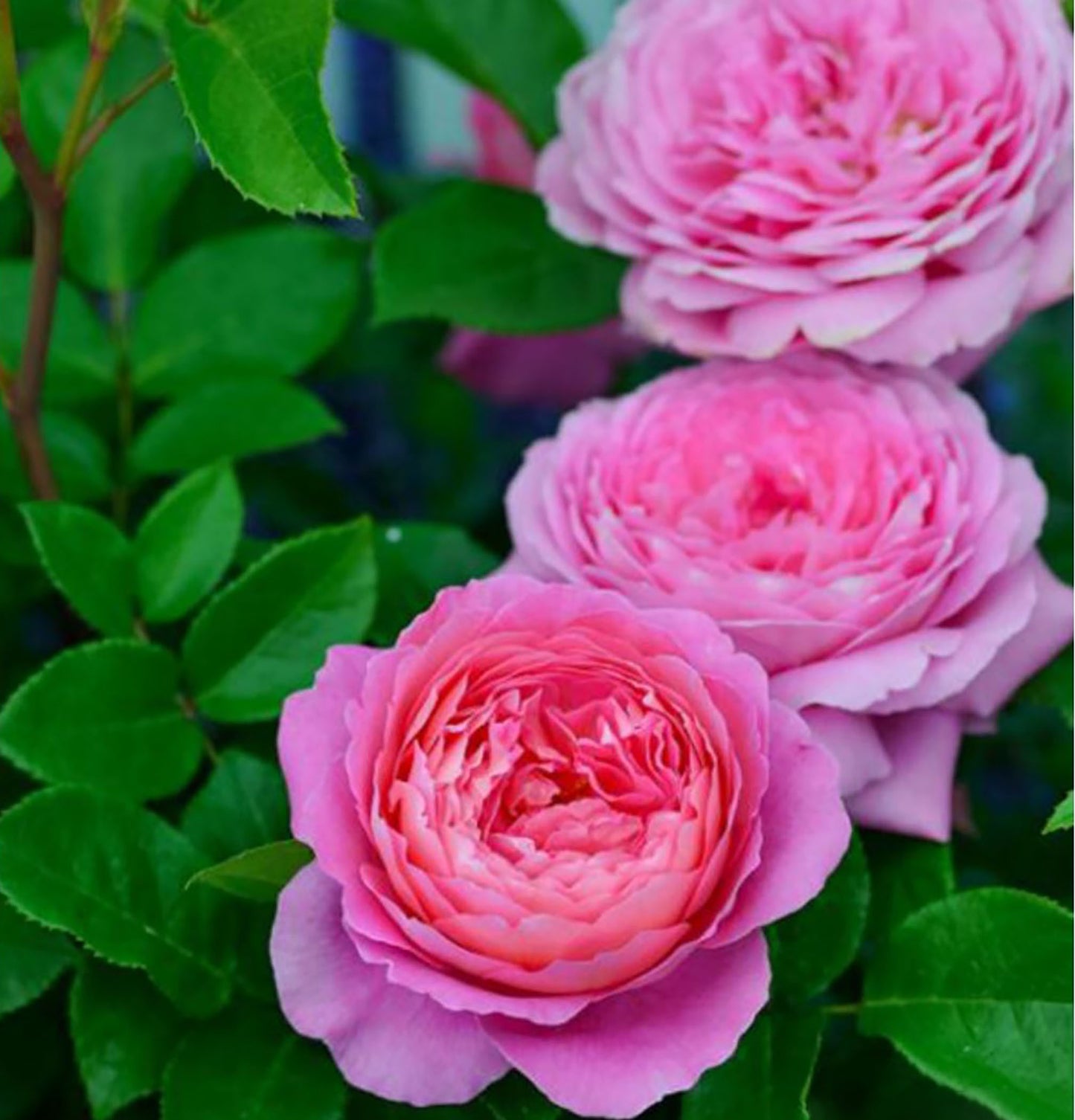 Fragonard 花宫娜，Shrub Rose， Strong Fragrance，Non-Grafted/Own Root.