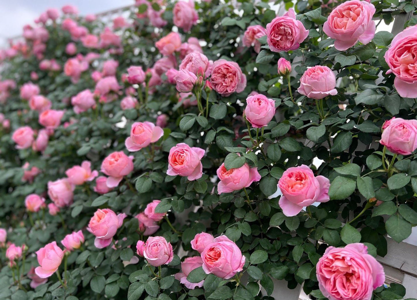 Dames de Chenonceau  舍农索城堡的女士，Climbing & Shrub Roses, Non-Grafted/Own Root.