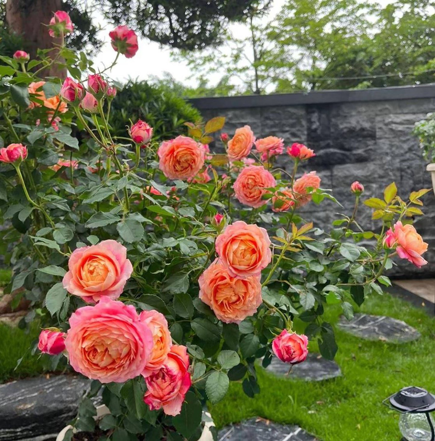 Expanse of Blossom 大花美人, Shrub Rose,  Non-Grafted/Own Root.