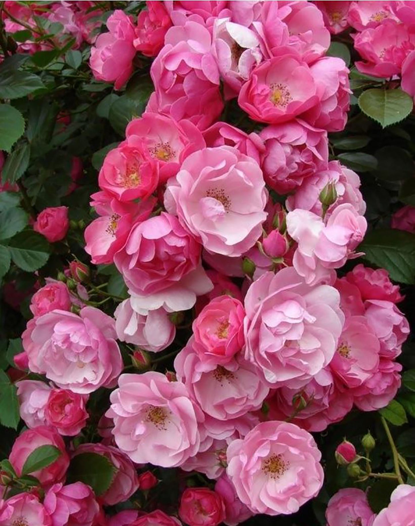 Angela 安吉拉，Floribunda, Shrub, Climbing Rose. Non-Grafted/Own Root.