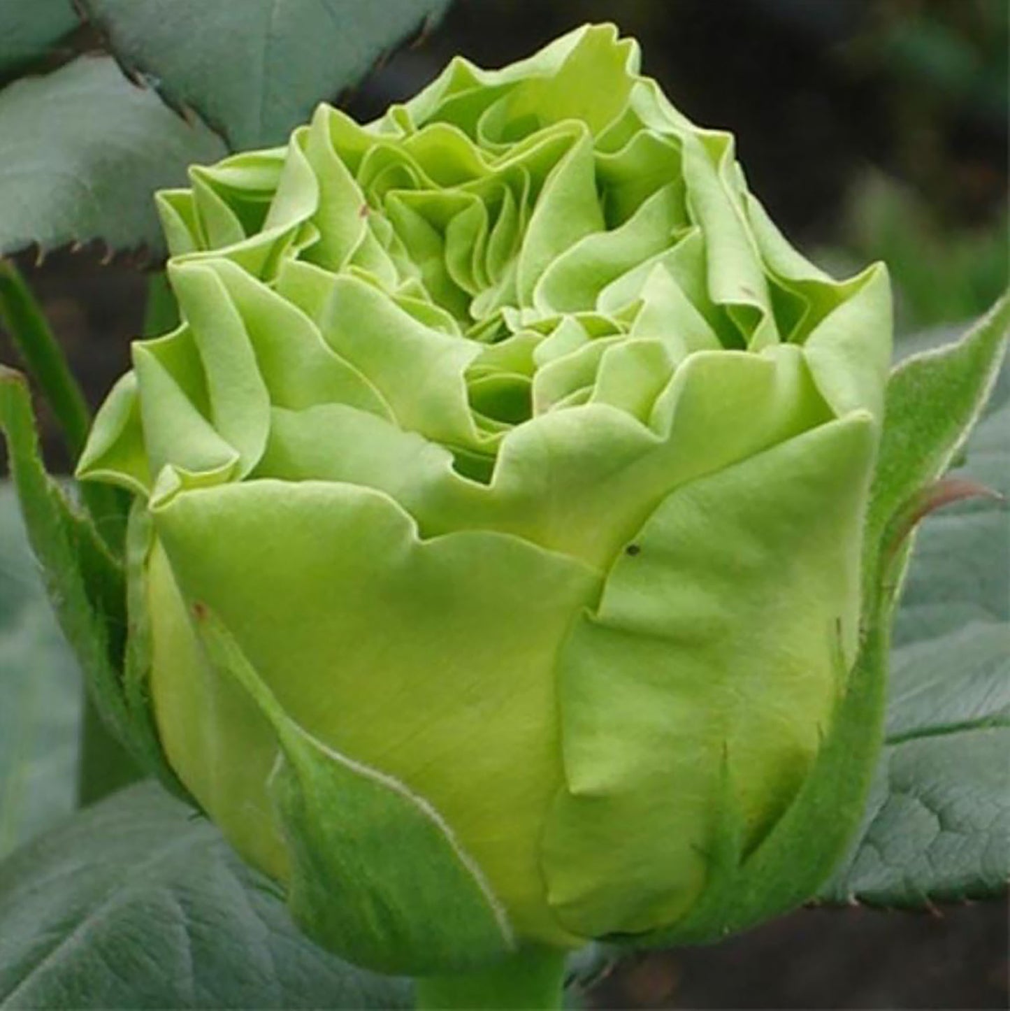 Super Green 超级绿/绿舞裙，Shrub Rose, Long Flowering Period，Non-Grafted/Own Root.