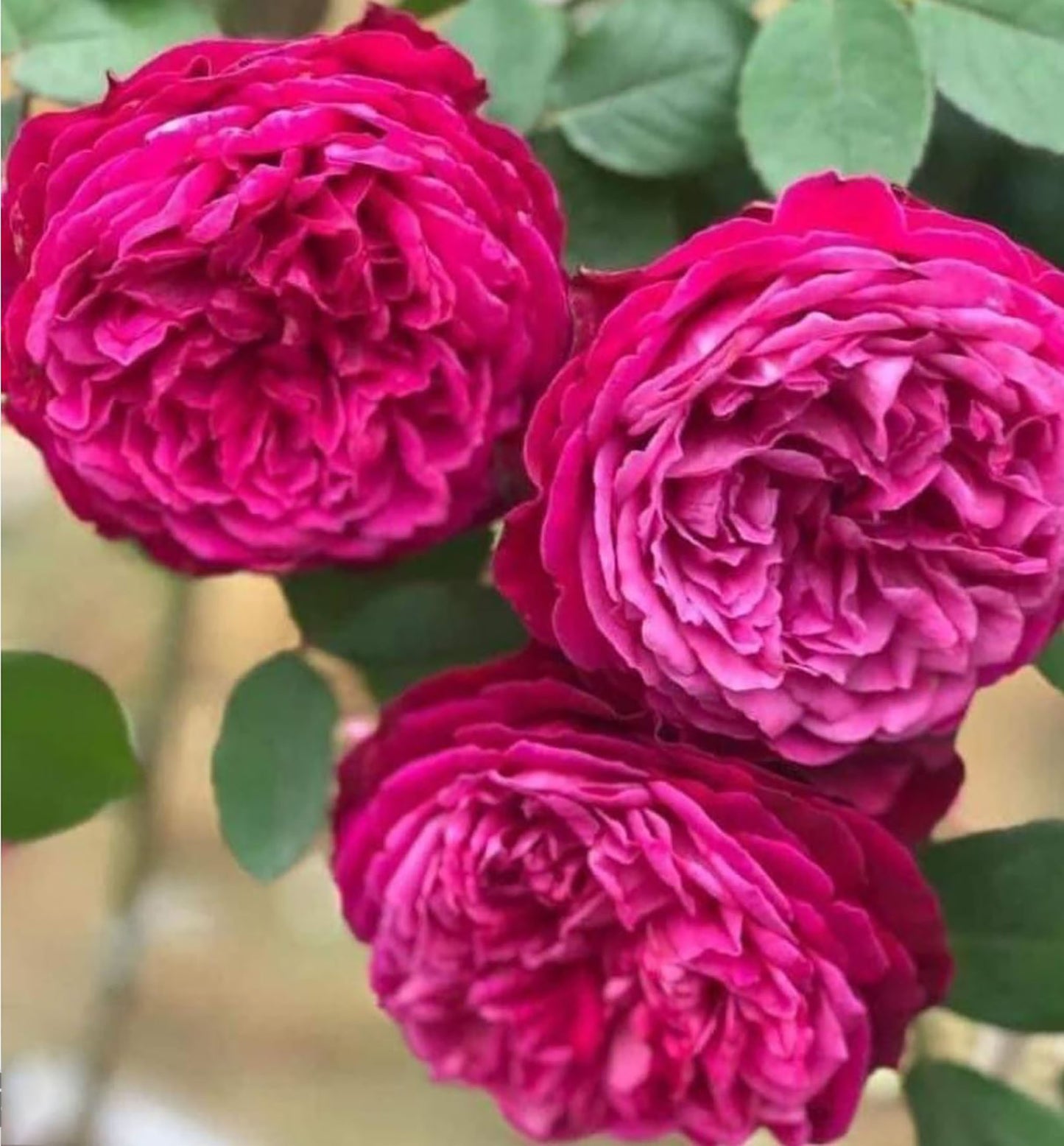 Yves Jardin Parfumé 伊芙芳香花园 ジャルダンパフーメ, Japanese Shrub Rose, Robust Old Rose Fragrance,  Non-Grafted/Own Root.