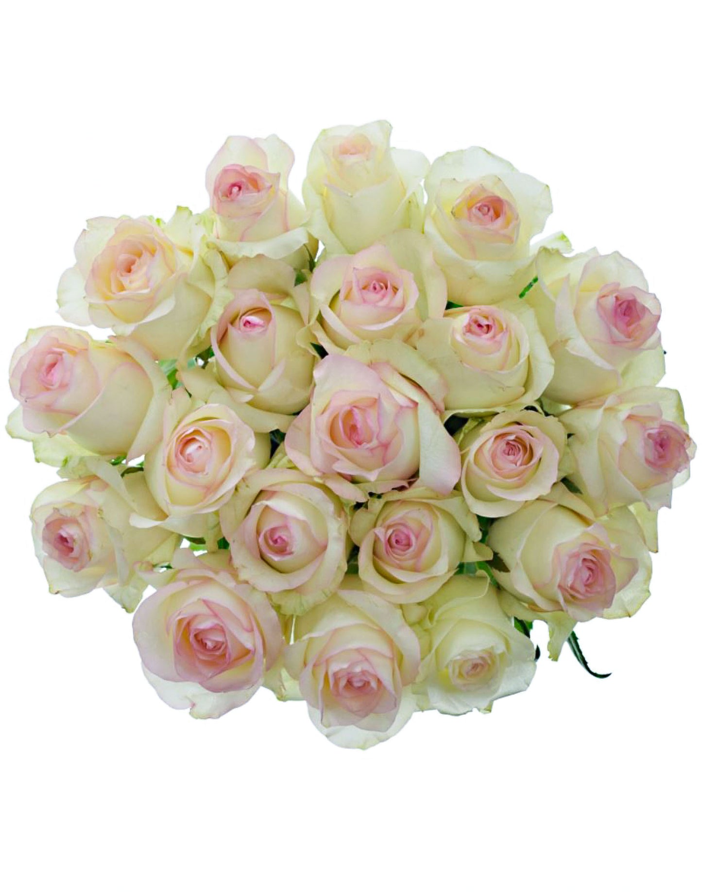 #SPN117，Sweet Jumilia 甜蜜艾莎, Netherlands Florist Shrub Rose.