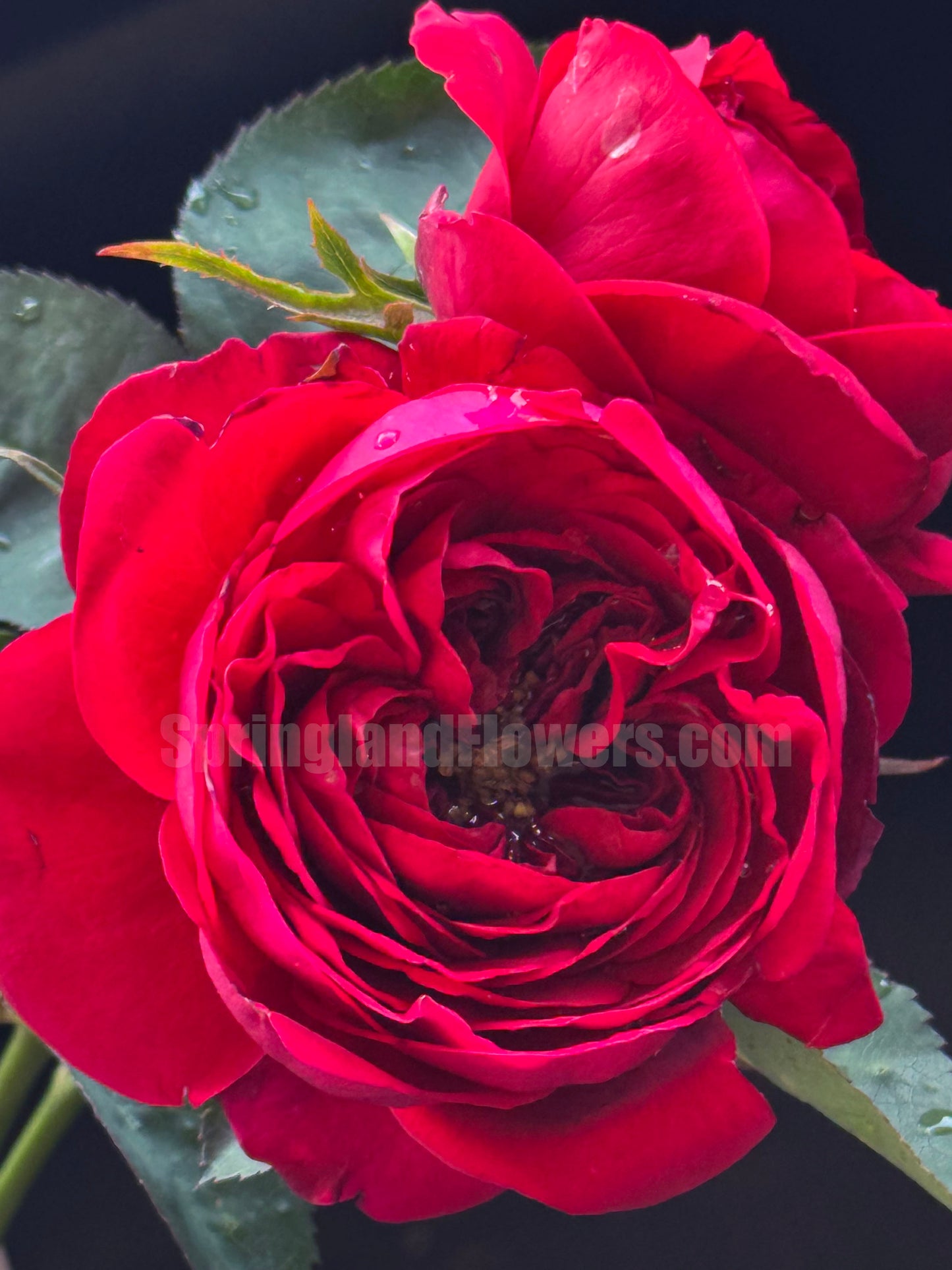#SPC300,   Peony kiss 芍药红, Florist Cutting Rose. Non-Grafted/Own Root.