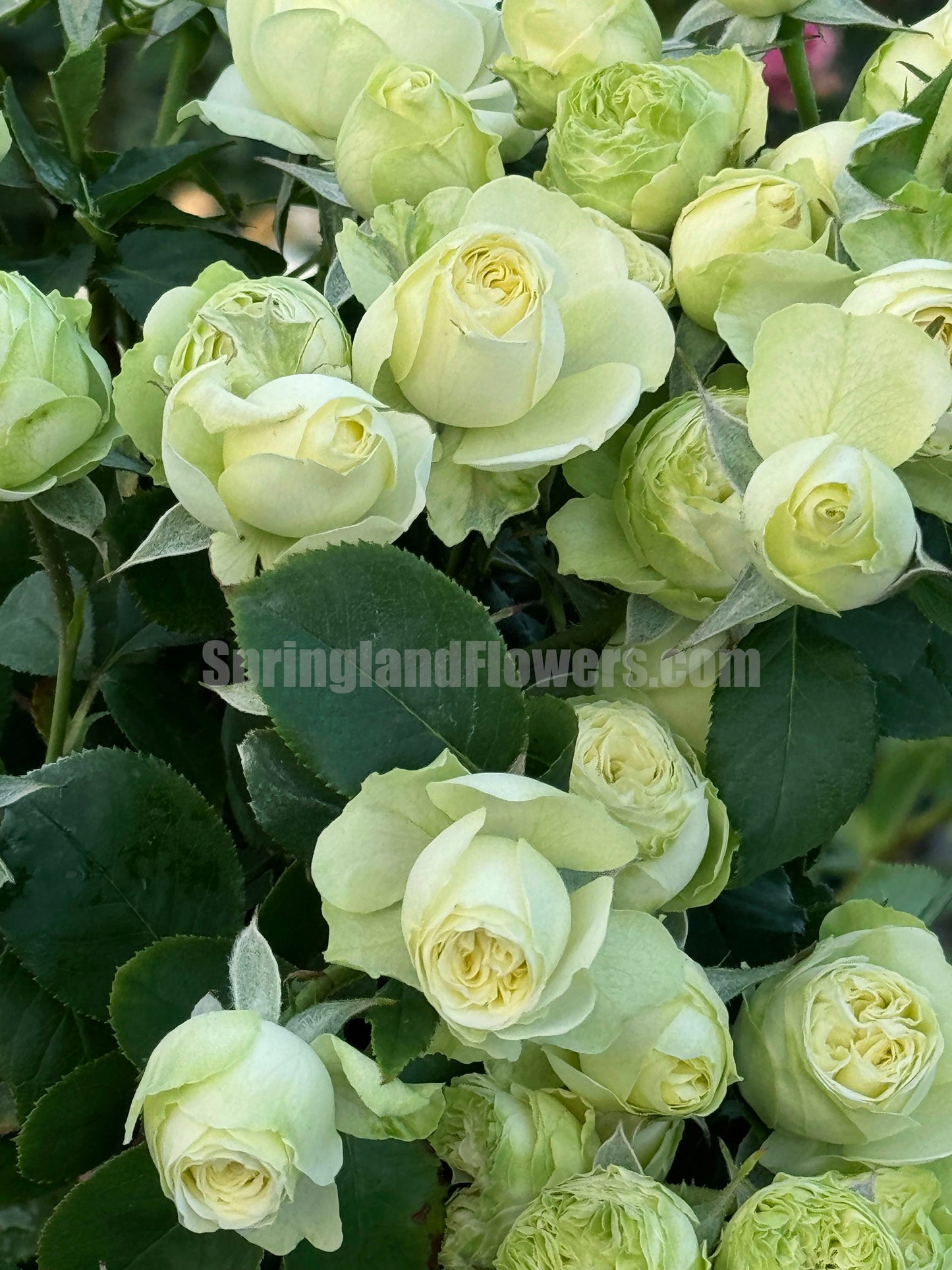 Creamy Eden 奶油龙沙，Floribunda, Florists Rose.  Heat-tolerant, disease-resistant, Non-Grafted/Own Root.