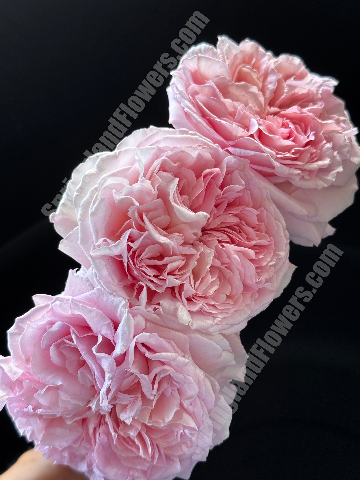 #SPJ289, Helen 海伦，Japanese Shrub Rose, Non-Grafted/Own Root.