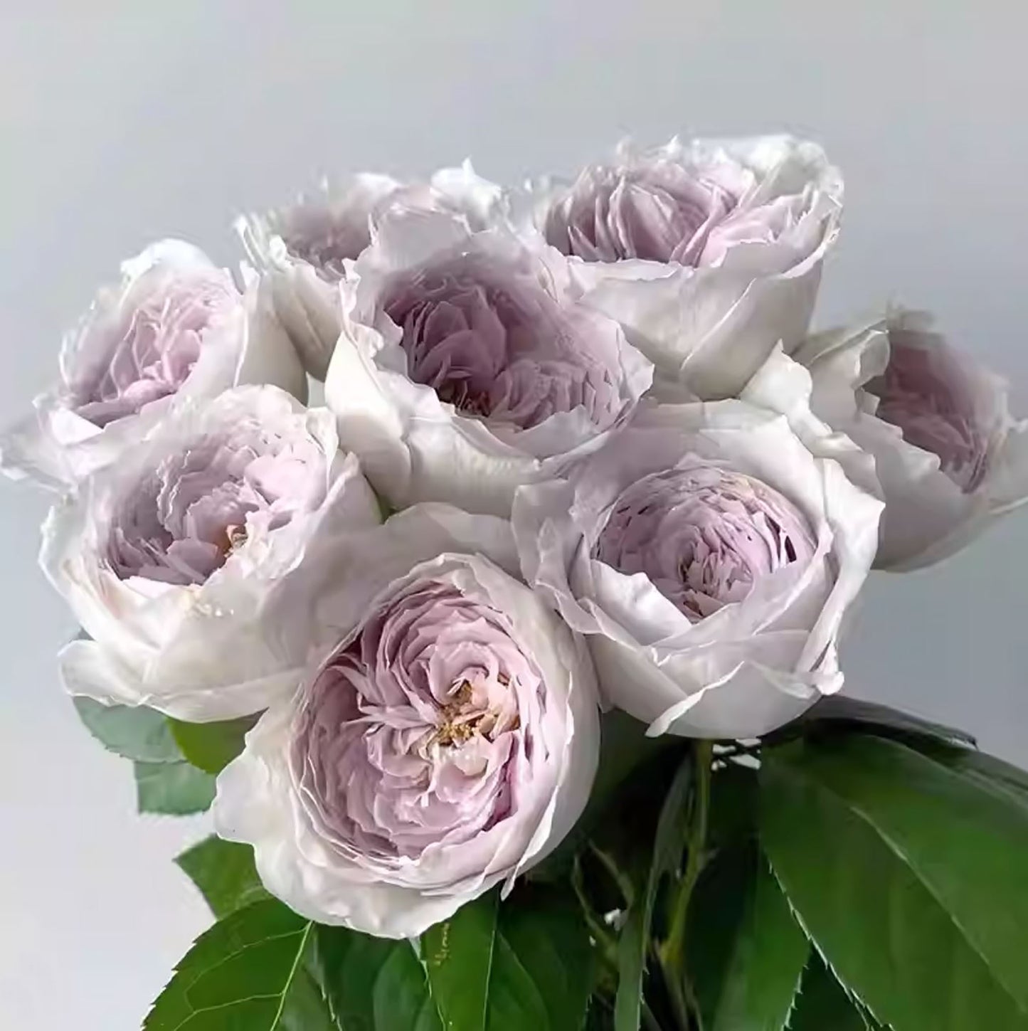 Milky Pearl 珍珠牛奶 ミルキーパール,  Japanese Cutting Rose,  Non-Grafted/Own Root.