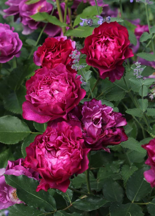 #SPJ148，Velvety Twilight 暮光之城，Japanese Floribunda Rose, Non-Grafted/Own Root.