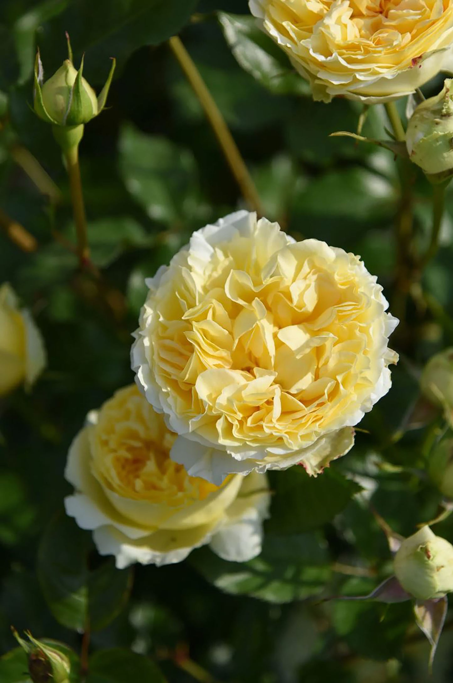 NEW ! 2021. Sicilienne 西西里舞曲, Japanese Shrub Rose, Heat-tolerant, disease-resistant, Thornless.