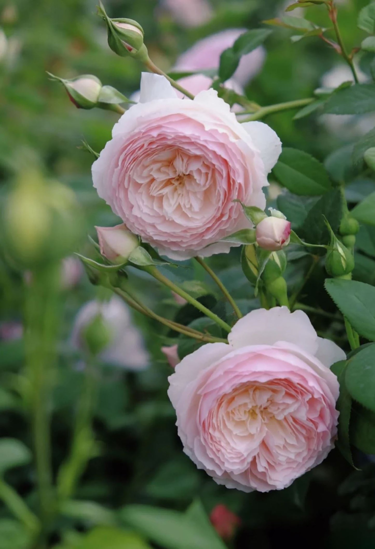 Hiyori 日和 , Shrub Rose, Non-Grafted/Own Root,  1 Gal.