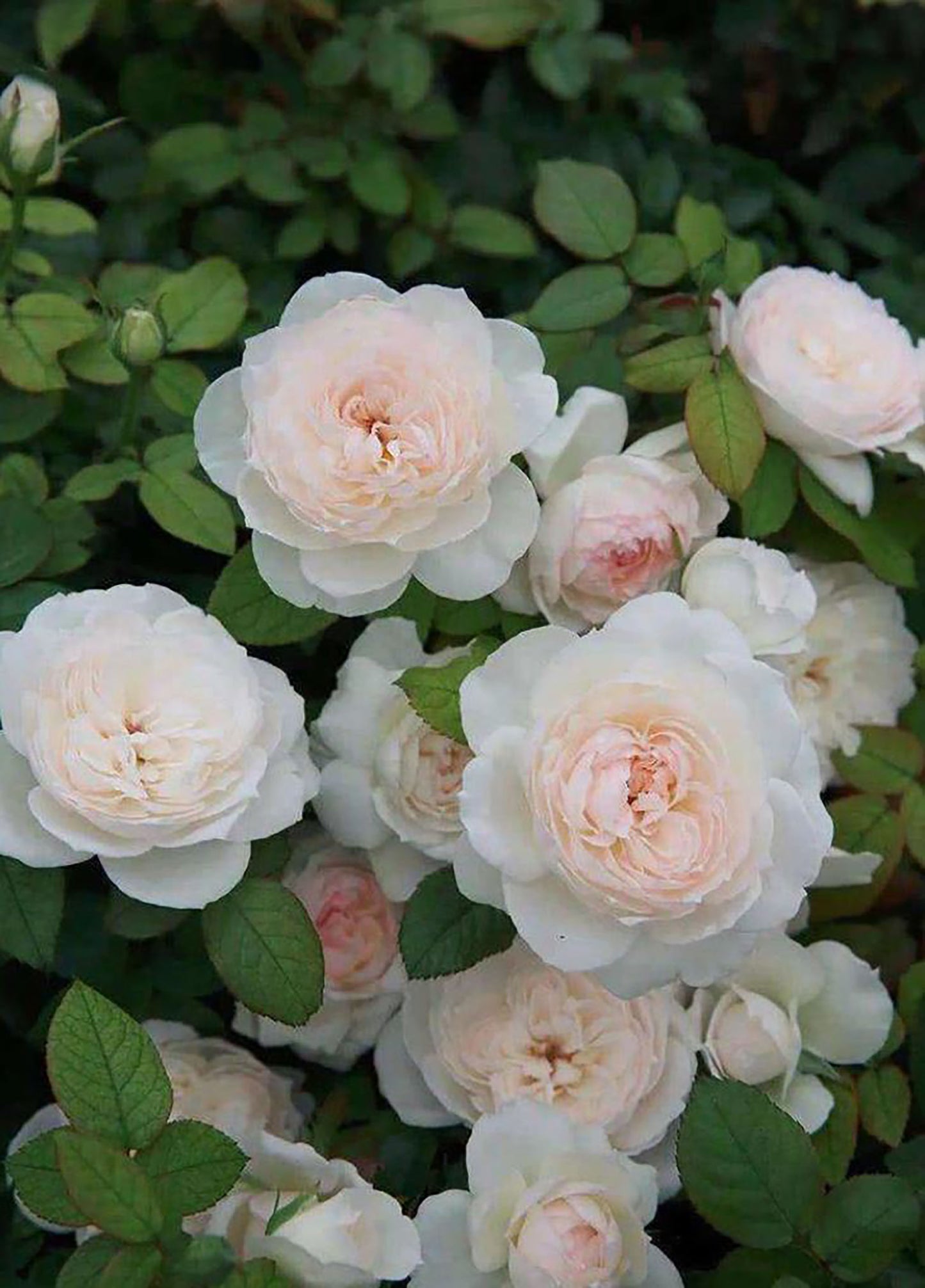 Bolero 波莱罗 Floribunda Rose. Strong Fragrance ,Excellent Disease Resistance .Non-Grafted/Own Root