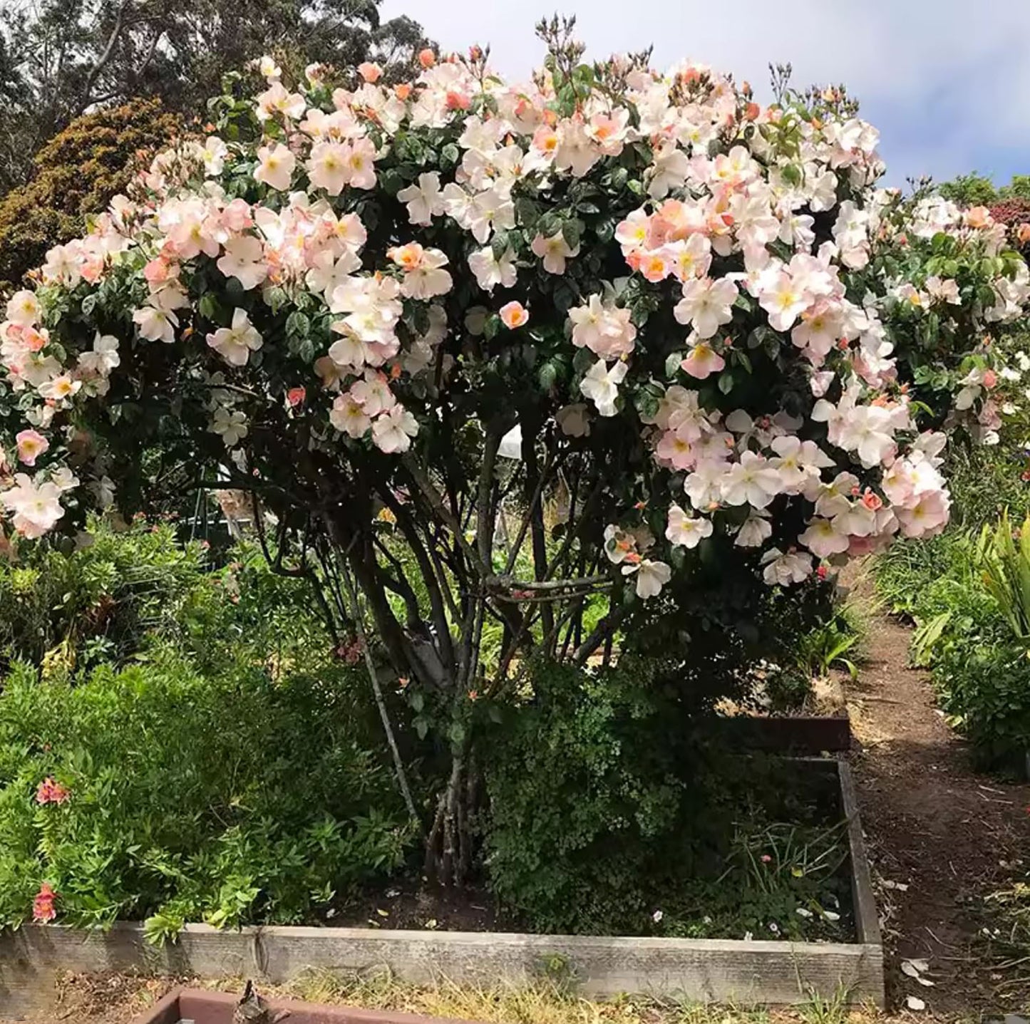 Sally Holmes 莎莉·霍姆斯 Climbing Rose,Non-Grafted/Own Root.