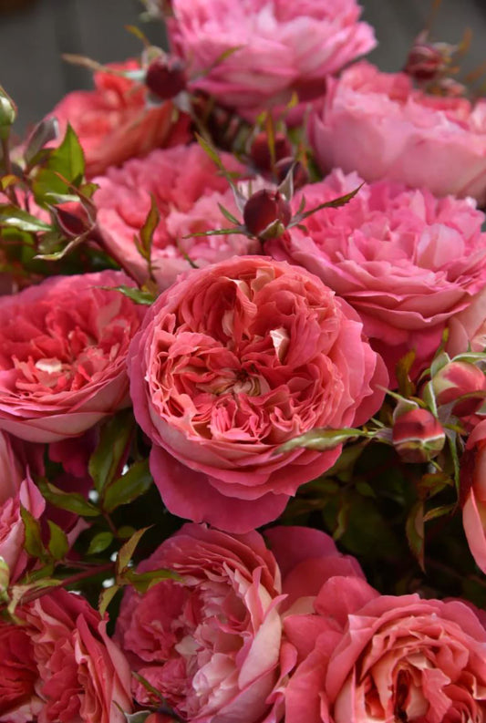 #SPJ161, NEW!  2023. Argonauts 阿尔戈英雄，Japanese Shrub Rose, Non-Grafted/Own Root.