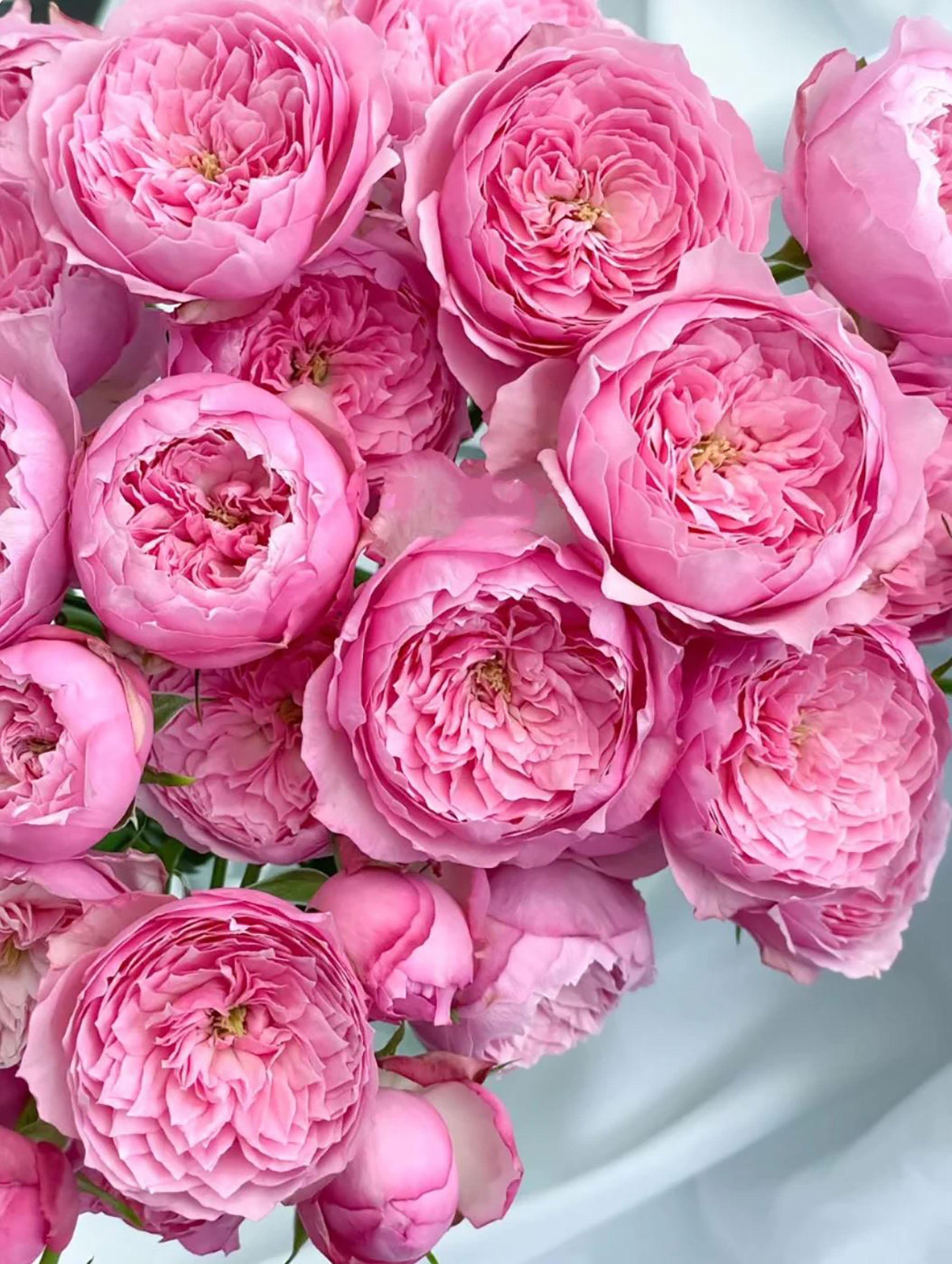 Nippon Roses Asian Rose Species – SpringlandFlowers
