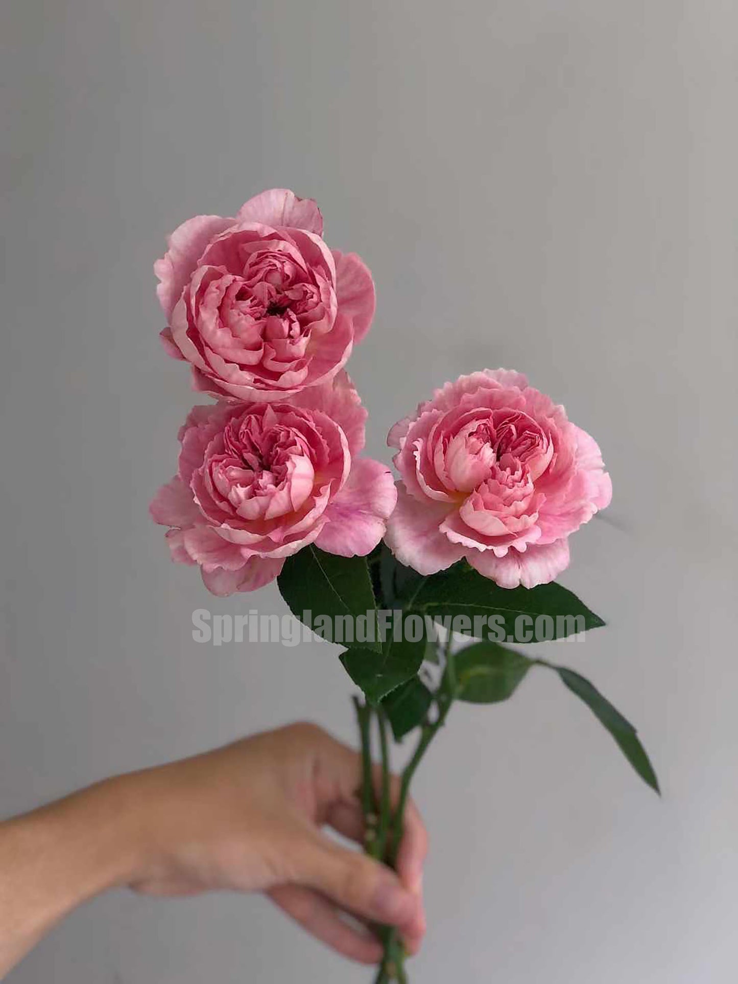 NEW ! 2022. Sunset Blush 羞颜，Japanese Shrub Rose，Non-Grafted/Own Root.