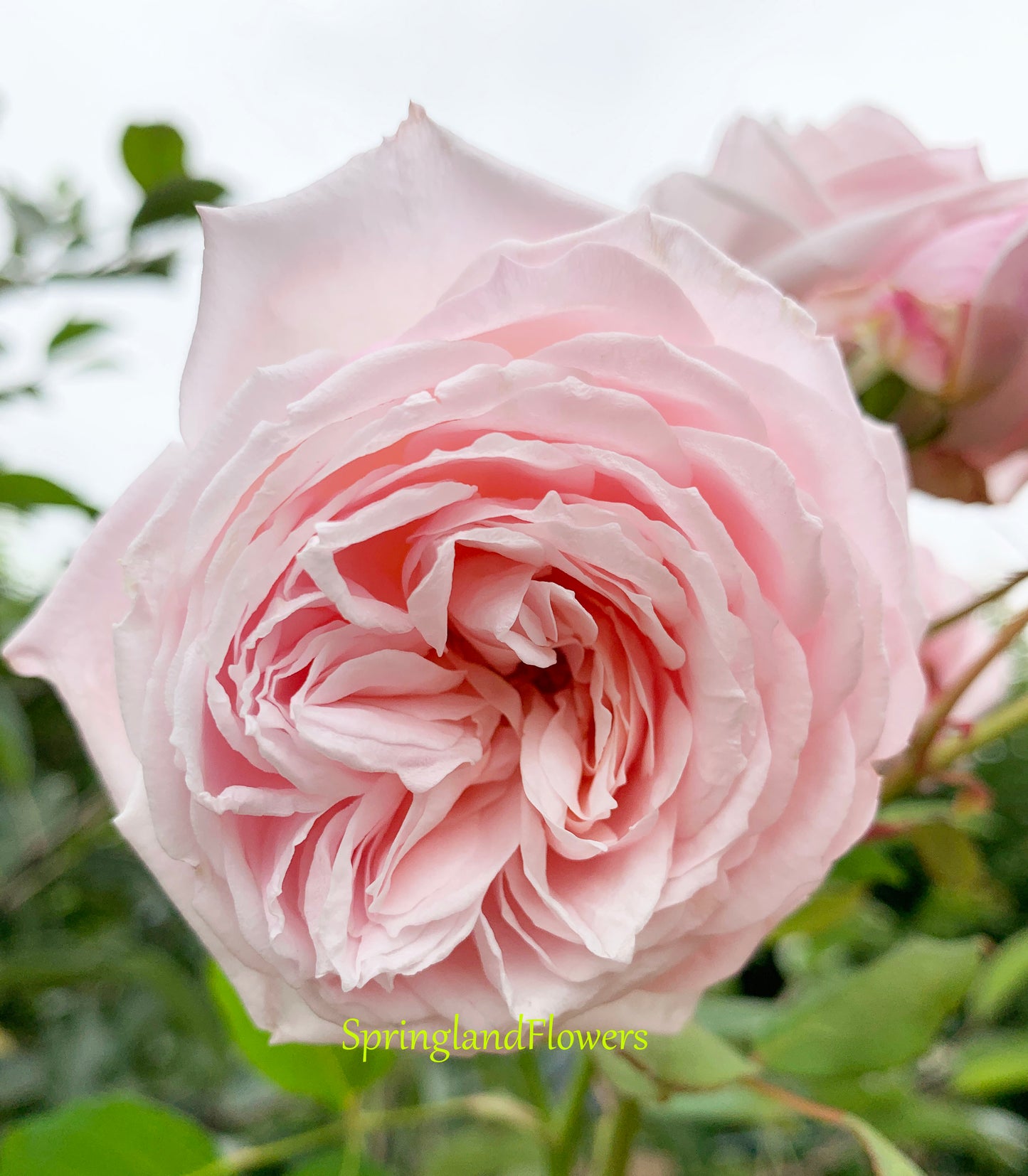 Rose Quietness 寂静,Light pink,  Strong fragrance,Own-Root.