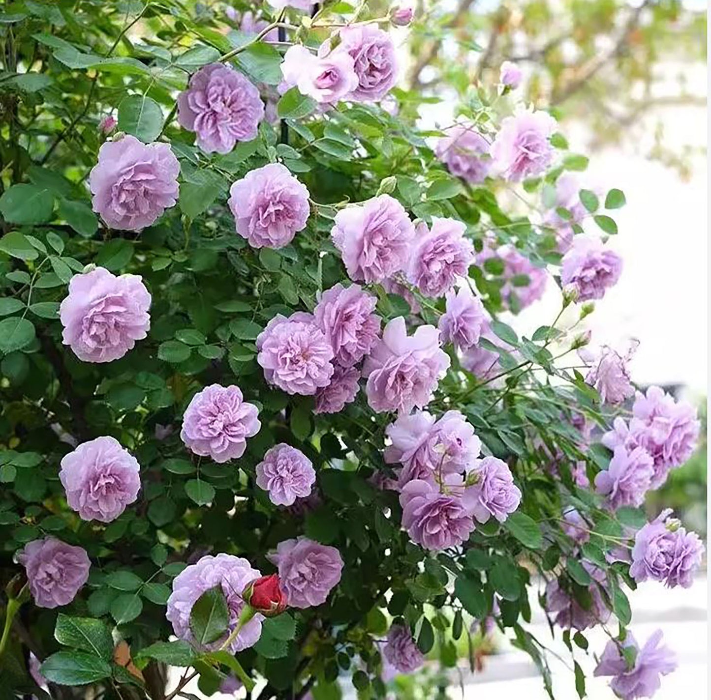 Rainy Blue 蓝色阴雨 ，Climbing Rose，Non-Grafted/Own Root.