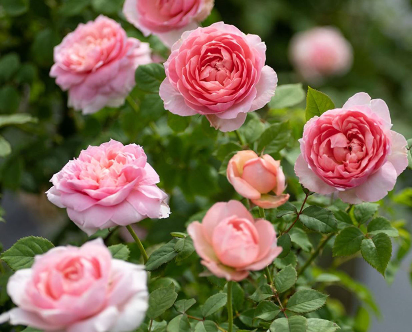 #SPC239，Tao Ran 桃染, Chinese Shrub Rose.