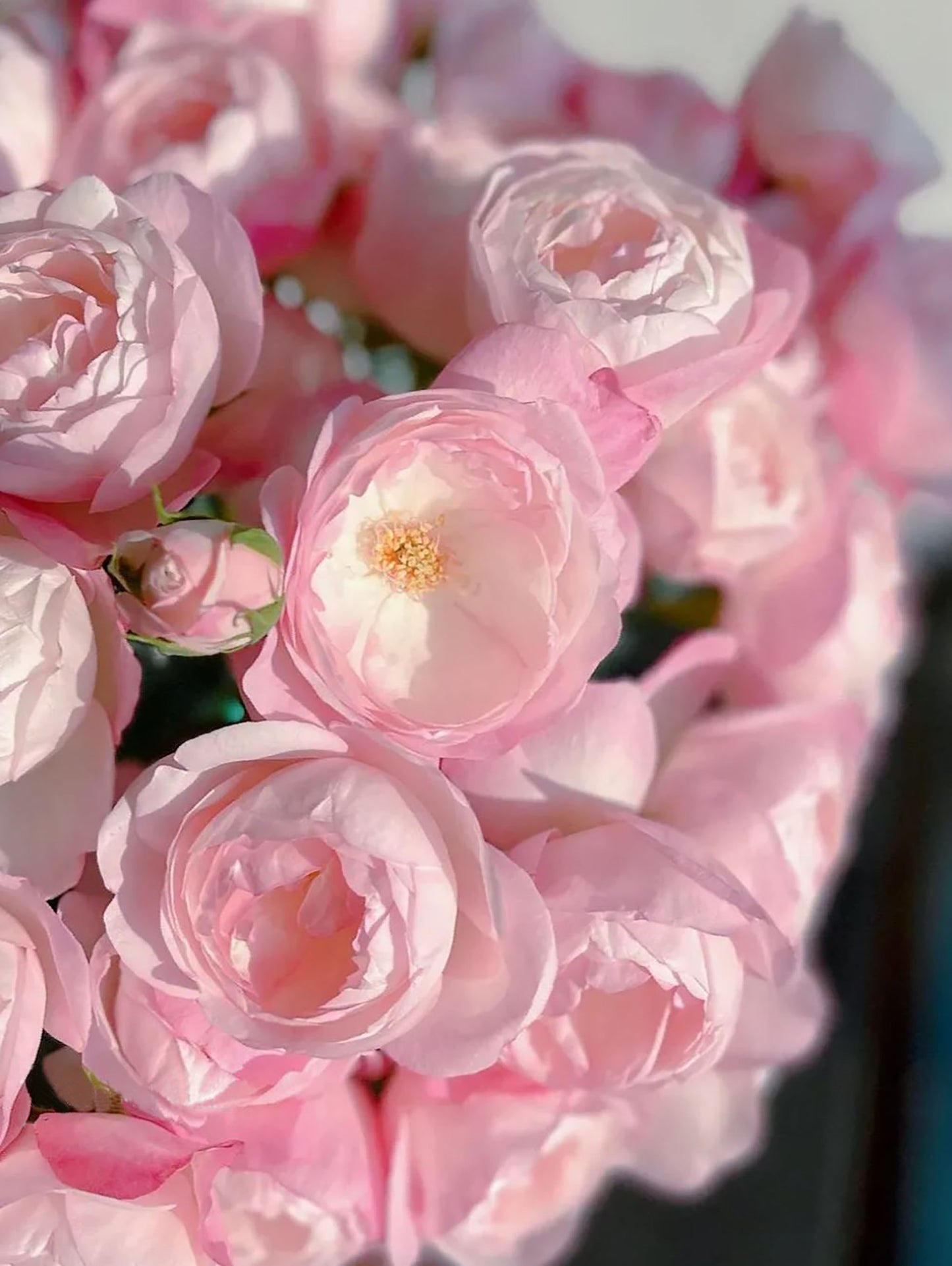 Strawberry Macaron草莓杏仁饼 ストロベリーマカロン , Japanese Floribunda Rose, Non-Grafted/Own Root.