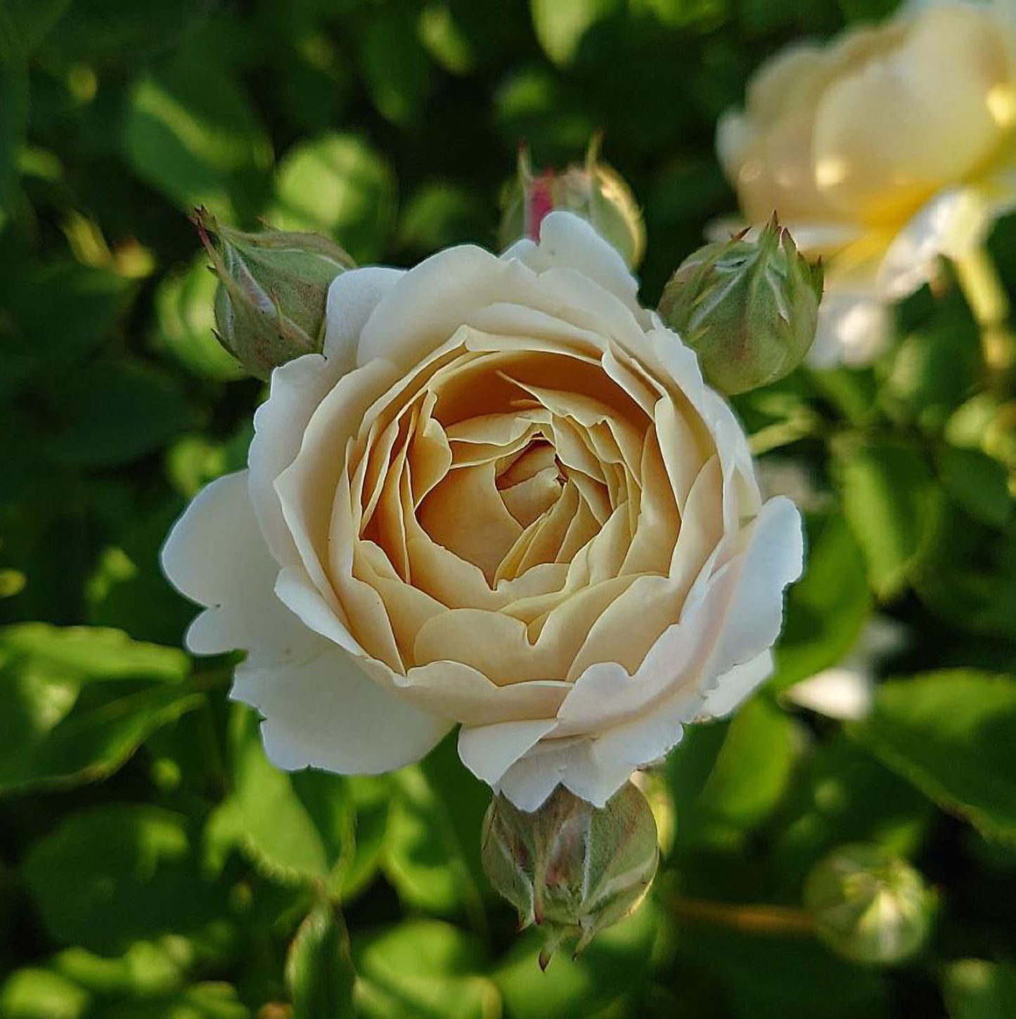 #SPJ158,  Millefiori 千花琉璃，Japanese Floribunda Rose, Non-Grafted/Own Root.