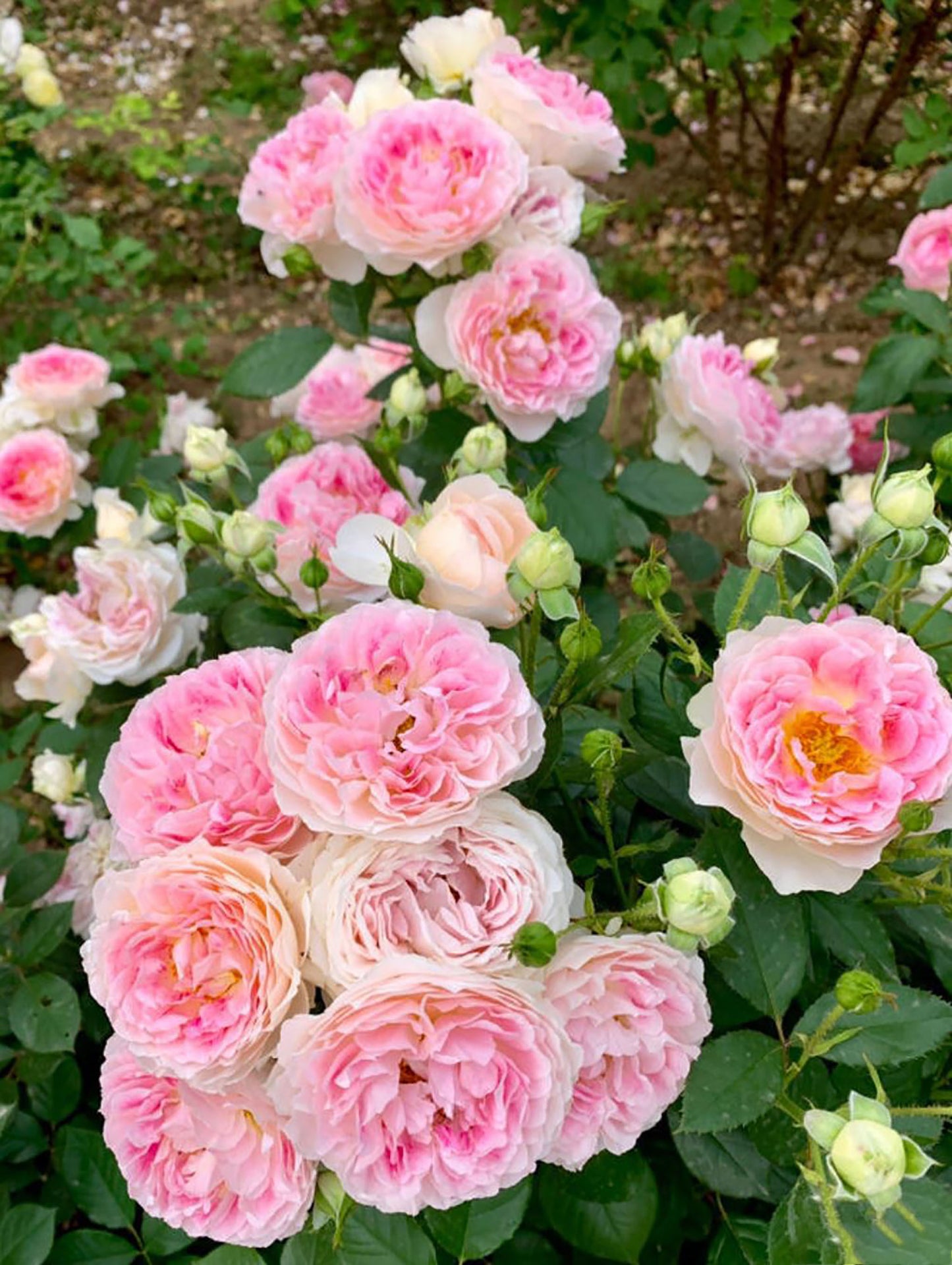 Holiday Island Guernsey 根西/假日岛芍药， Pink  Shrub Rose,  Upright, Non-Grafted/Own Root.