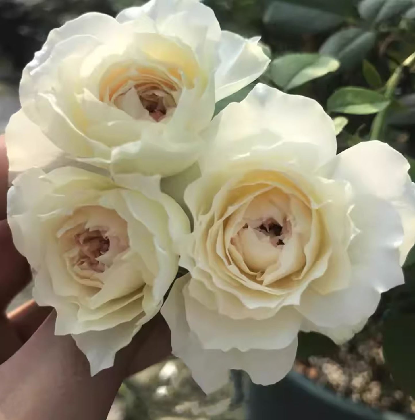 Royal Diva/Opera Queen 皇家迪瓦/歌剧皇后，Shrub Rose,  Non-Grafted/Own Root.