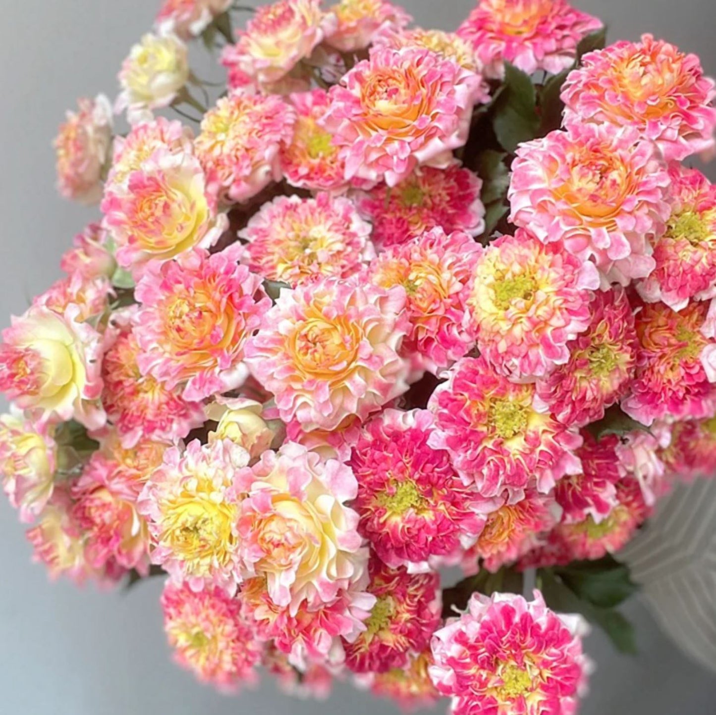 #SPN252, Sea Anemone No. 4 海葵4号，Florist Shrub Rose, Non-Grafted/Own Root.