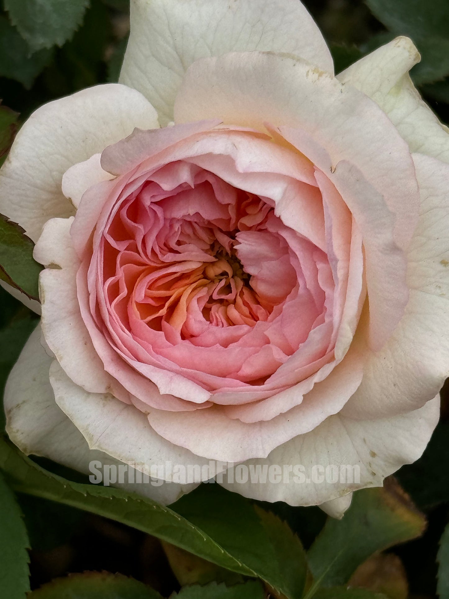 NEW !  J'adore 真我，Floribunda, Florists Rose.  Heat-tolerant, disease-resistant, Non-Grafted/Own Root.