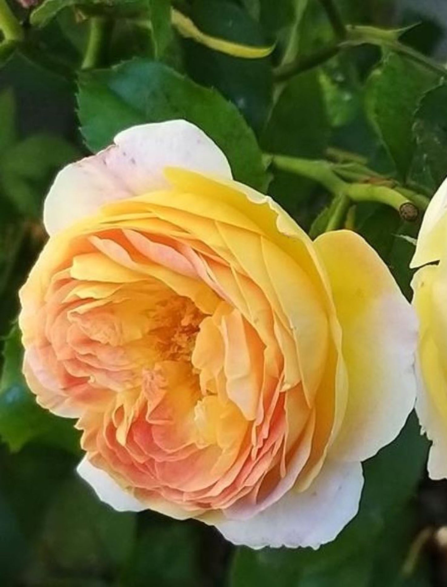 #SPF247，Extremely Similar to Chateau de Cheverny 黄金城堡，Climbing & Shrub Roses, Non-Grafted/Own Root.