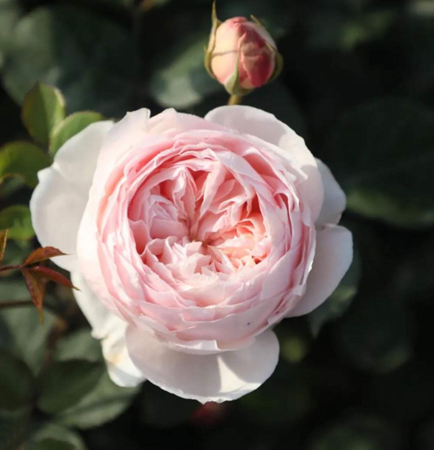 Pink Charm /Fenyan 粉妍, Floribunda Rose, Heat-Tolerant and Disease-Resistant,  Non-Grafted/Own Root.