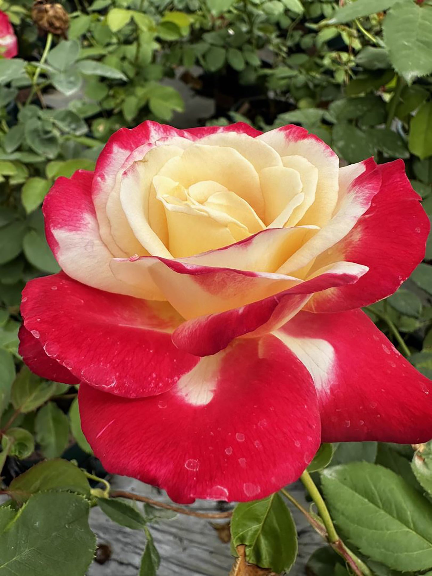 Double Delight 红双喜，Hybrid Tea rose, Exceptionally Fragrant.Non-Grafted/Own Root.