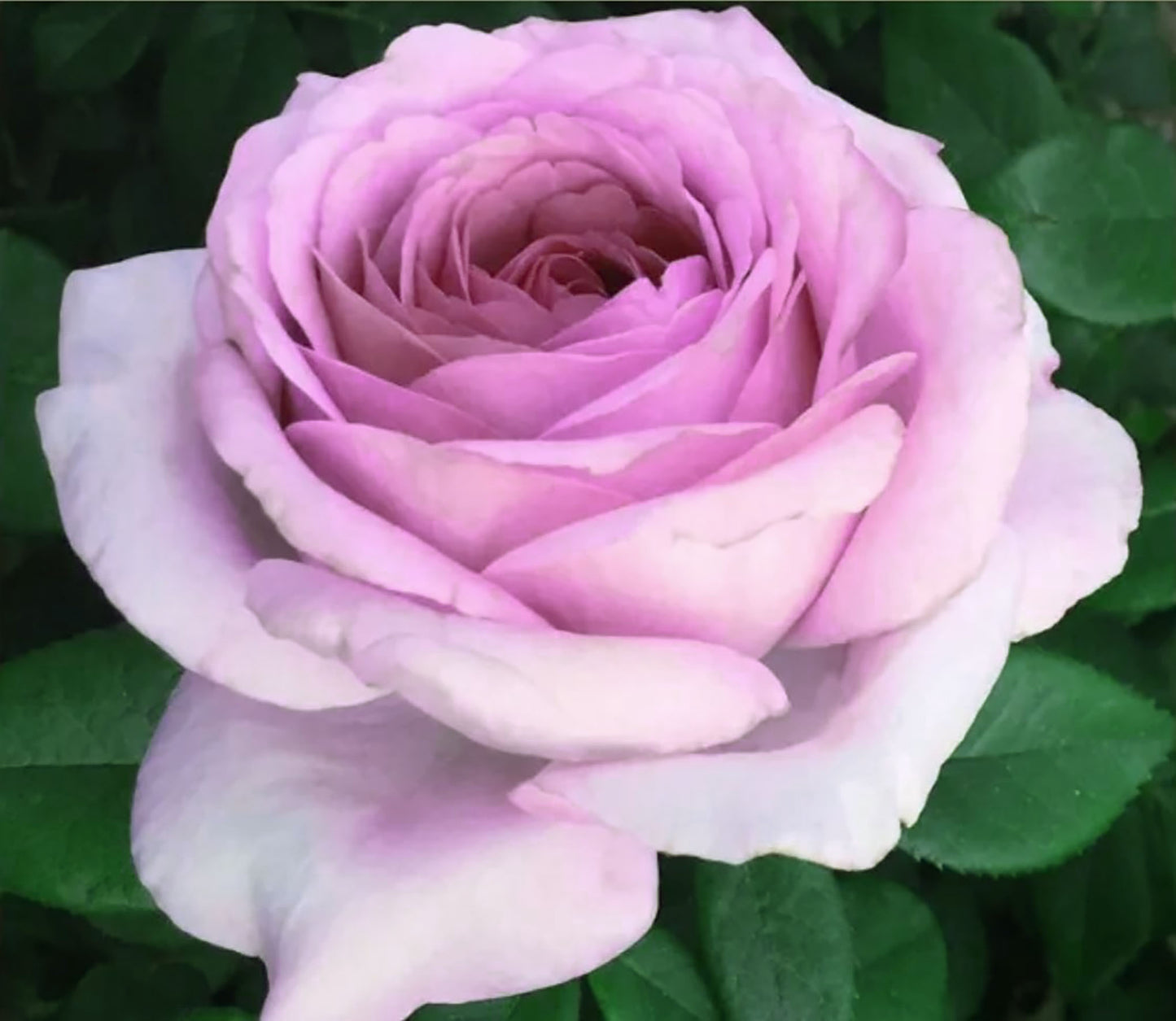 The Pride 荣耀（尼普），Hybrid Tea Rose, Strong  Fruity  Fragrance.  Non-Grafted/Own Root.