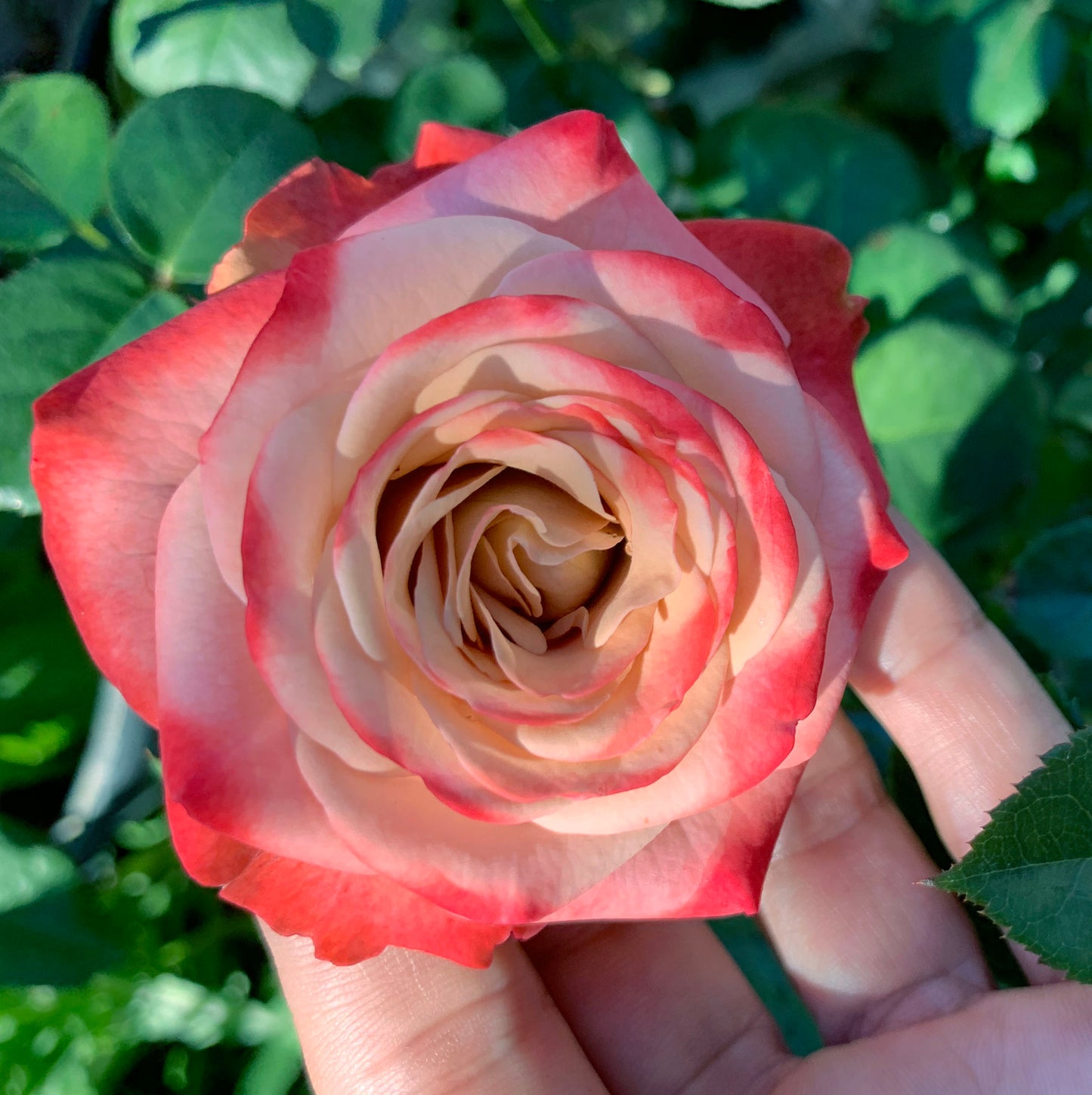 #SPG016， Extremely Similar to Cappuccino 卡布奇诺, Florists Shrub Rose. Non-Grafted/Own Root.