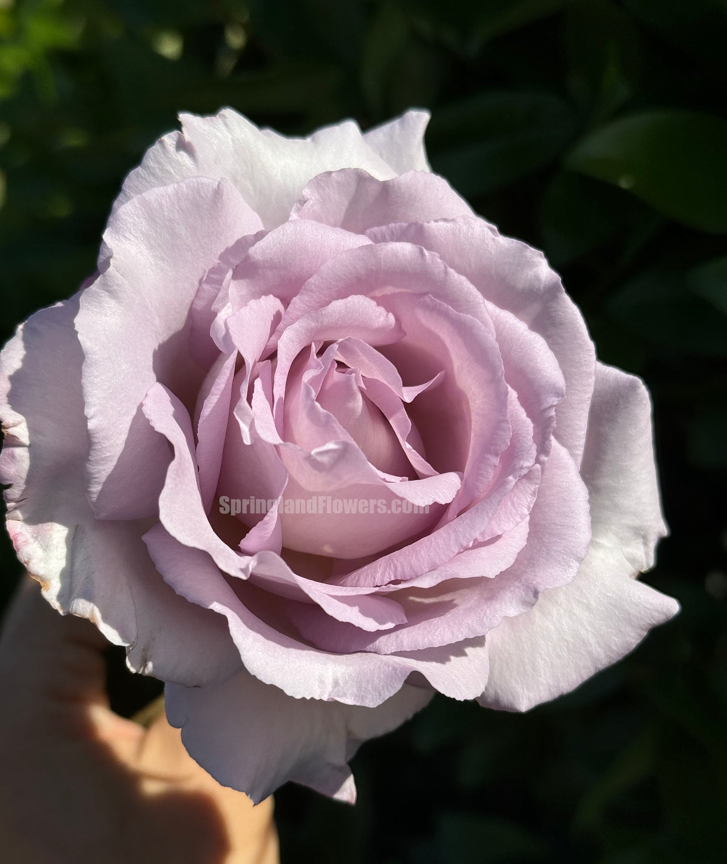 Luxury Nove 天然香水ラグジュノーブ,  Japanese Shrub Rose,   Non-Grafted/Own Root.