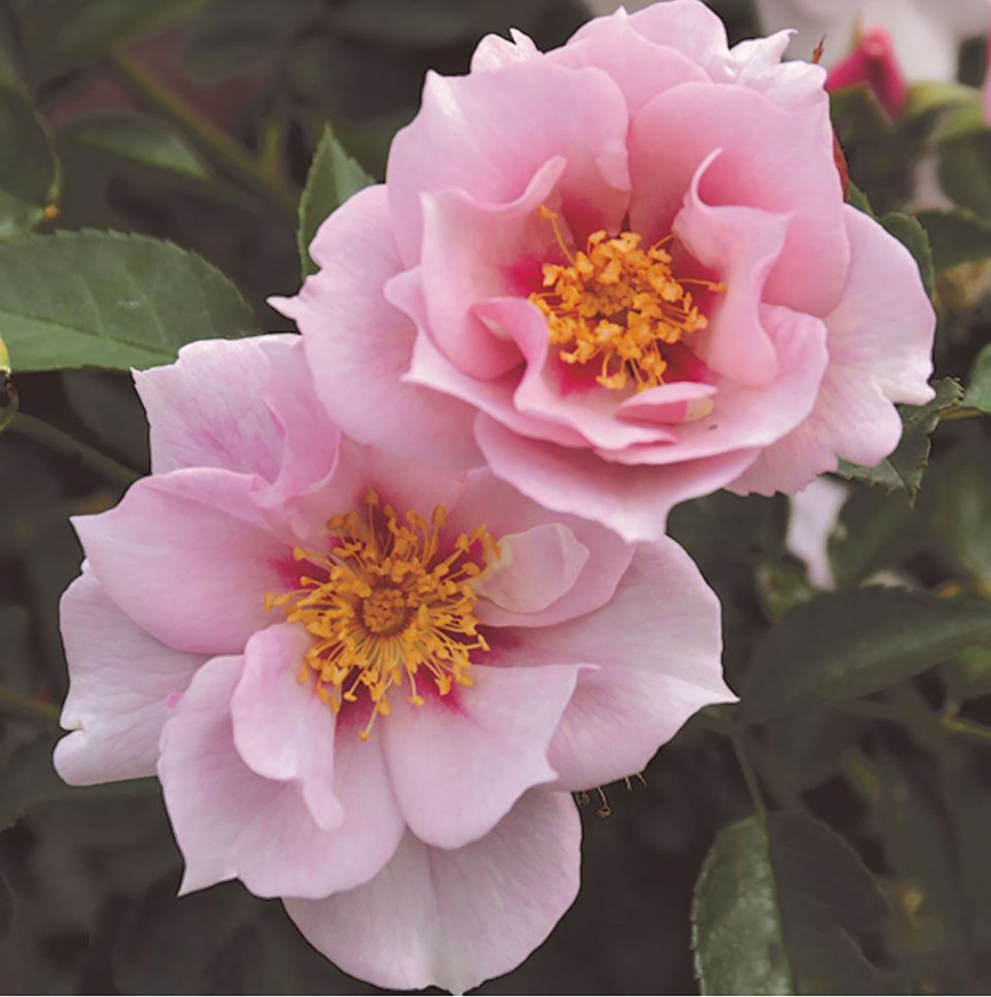 Coup de Coeur 一见钟情 クードゥクール , Japanese Floribunda Rose,  Disease-Resistant, Non-Grafted/Own Root.