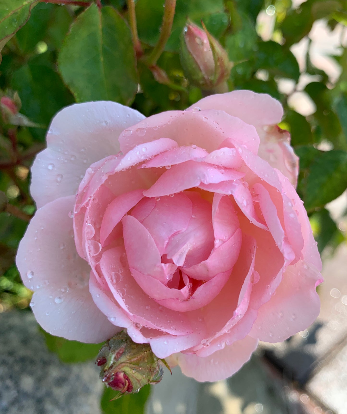 Duchesse de Brabant 布拉班特公爵夫人,Floribunda Rose, Non-Grafted/Own Root.