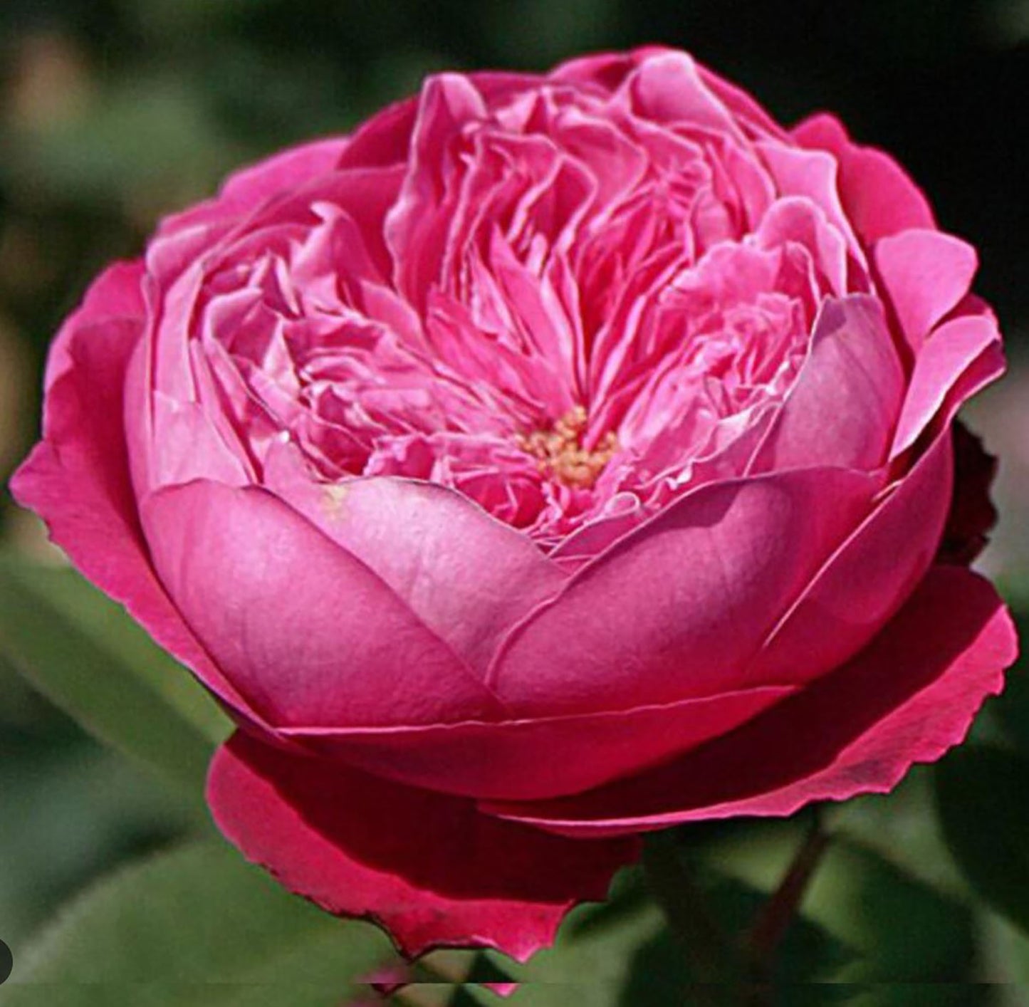 Accademia 阿卡德米亚学院, Hybrid Tea Rose, Deep pink - violet.  Strong fragrance. Non-Grafted/Own Root.