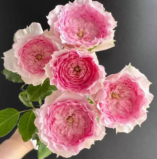 #SPC226, RongRongYue 溶溶月，Chinese Floribunda Rose.