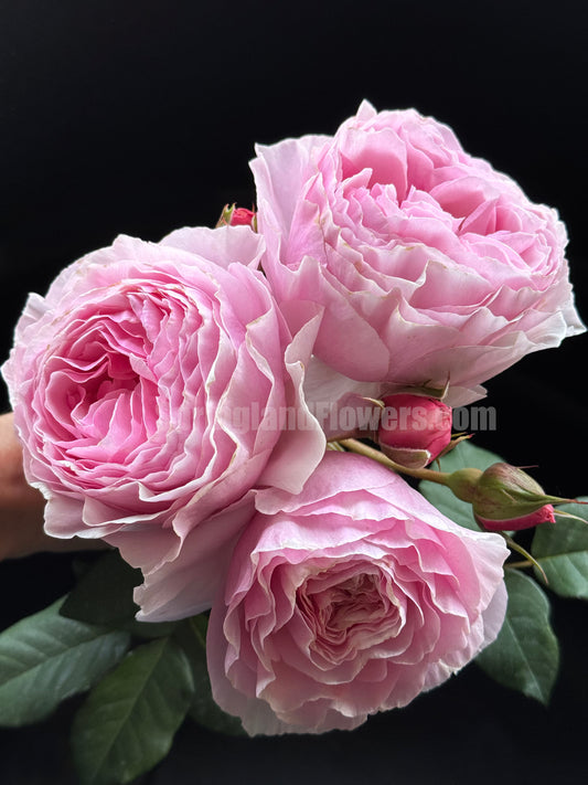 #SPG279, Scentuous 梦幻花园，Shrub rose, Non-Grafted/Own Root.