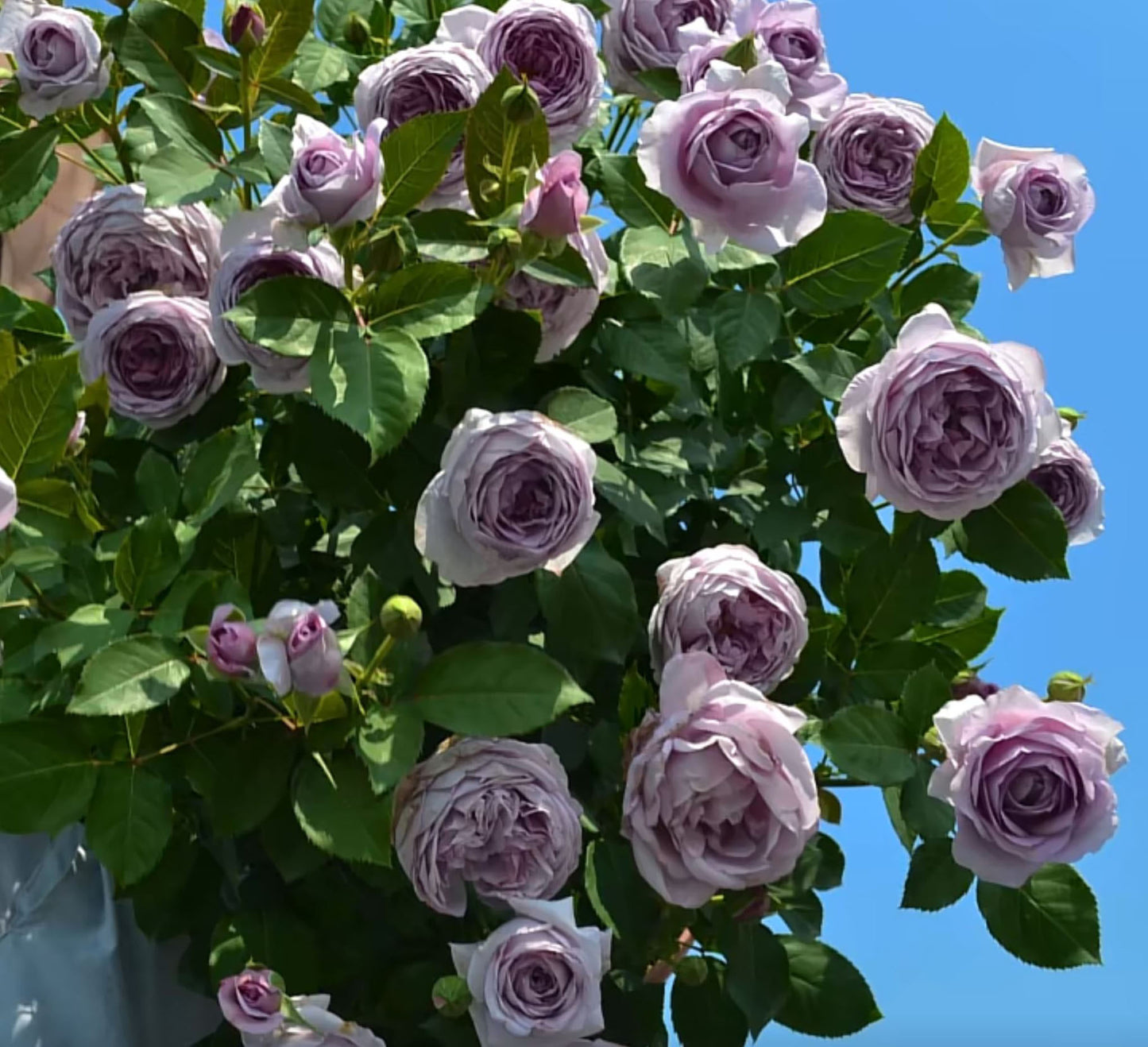 Shinoburedo 蓝色风暴/暗恋的心 のぶれど，Japanese Floribunda Rose, Non-Grafted/Own Root.