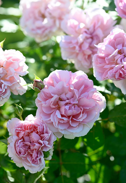 Rose Antoinette 绝代艳后, Shrub Rose, Strong fragrance. Large. Heat Resistant.Non-Grafted/Own Root.