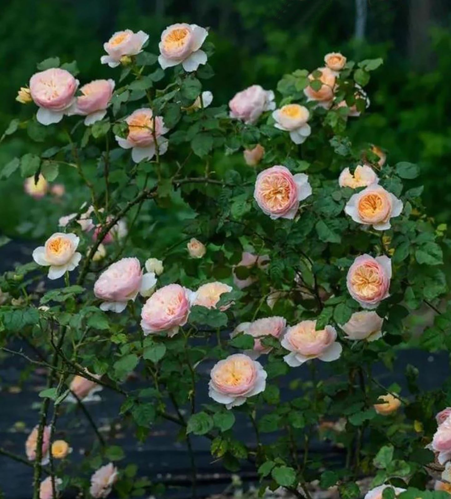 HanXian 涵仙，Climbing and Shrub Rose,  Non-Grafted/Own Root.